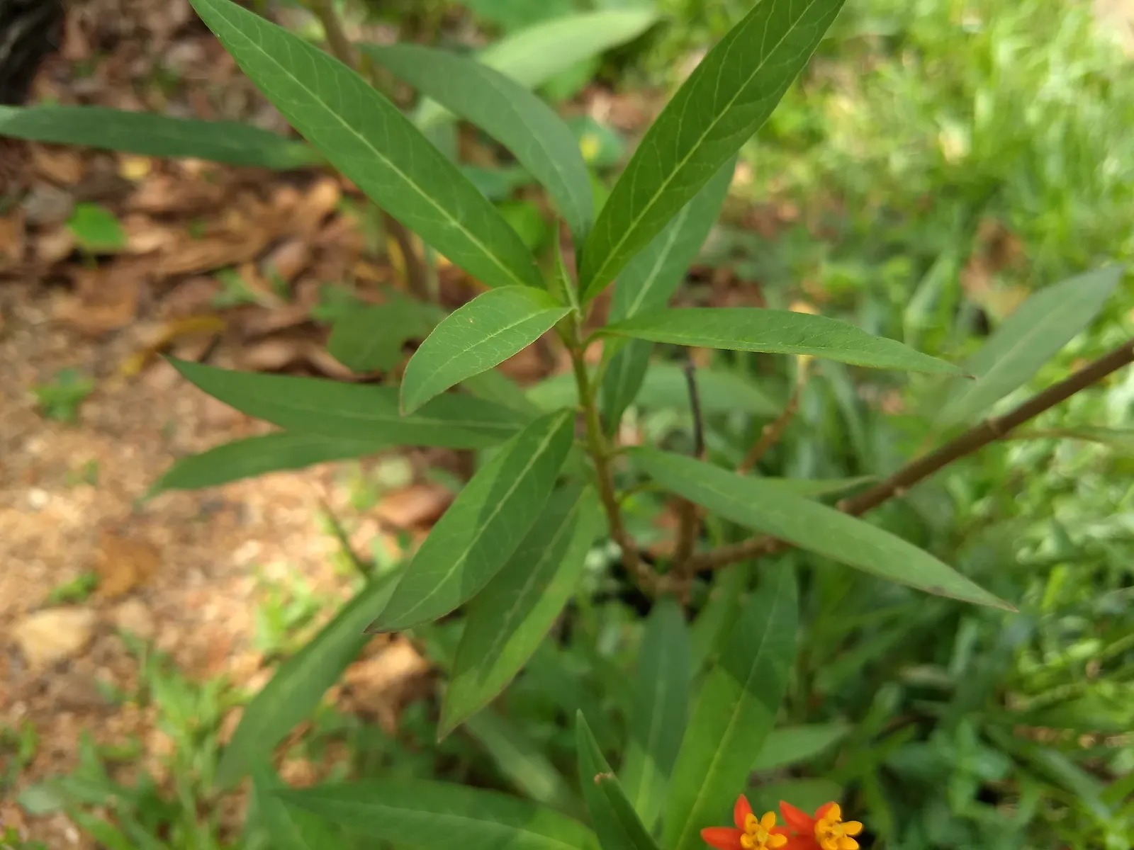 Tropical Milkweed (Asclepias Curassavica) — which bloom from spring to fall