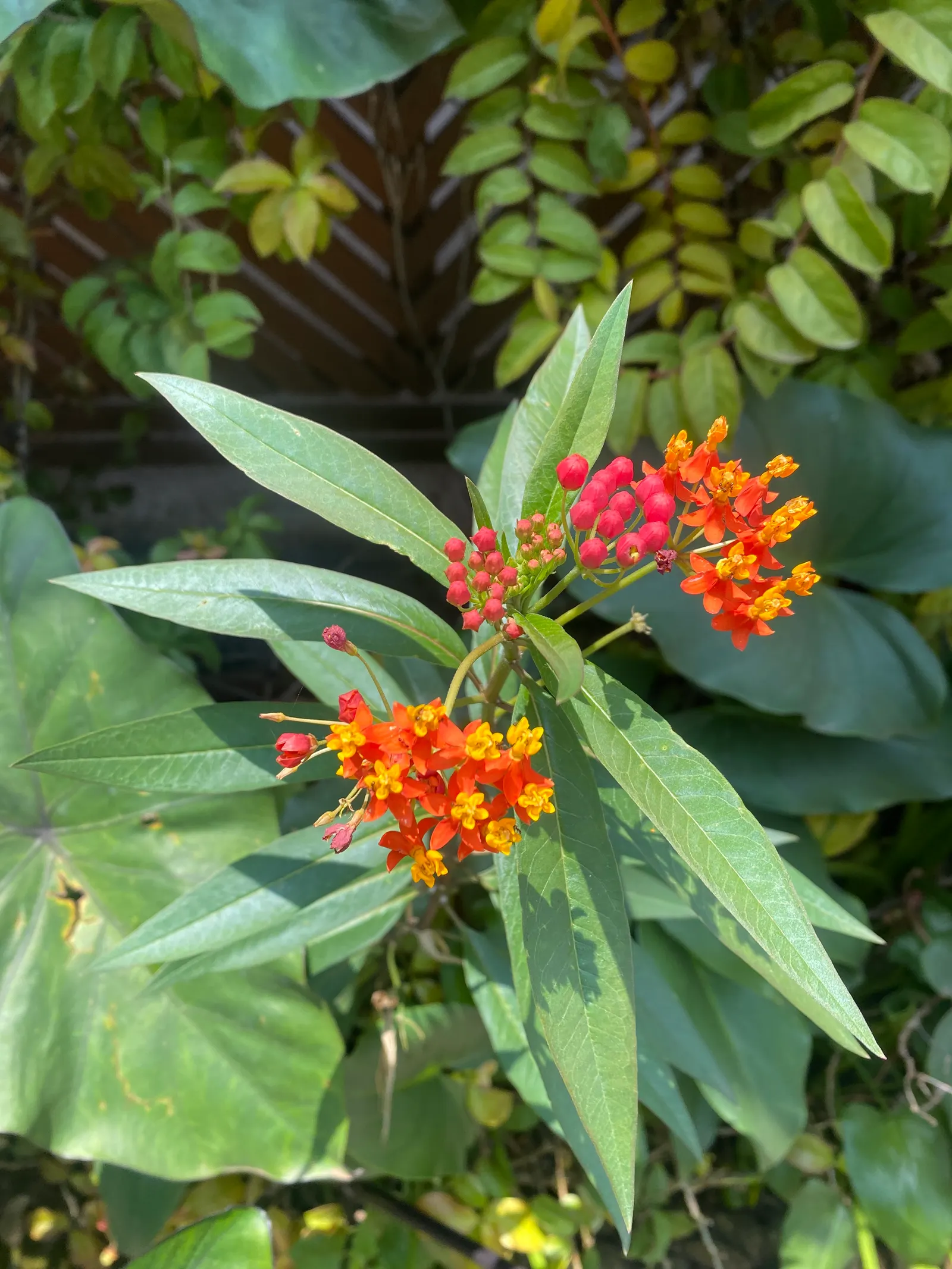 Tropical Milkweed (Asclepias Curassavica) — orange and red flower clusters known as umbels; this species typically reaches a mature height of 2 to, image 60