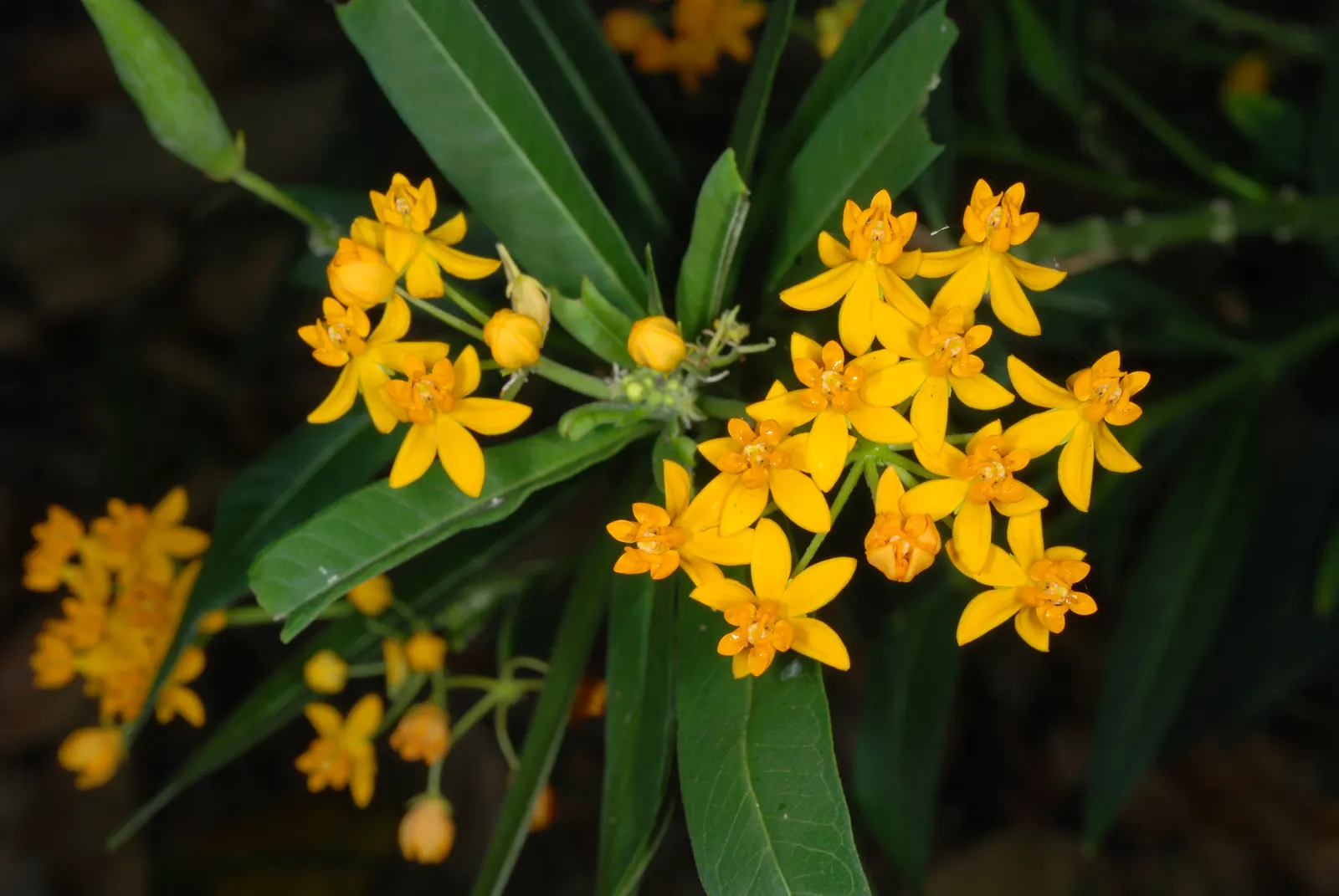 Tropical Milkweed (Asclepias Curassavica) — This species typically reaches a mature height of 2 to 3 feet with a spread of 1 to 2 feet