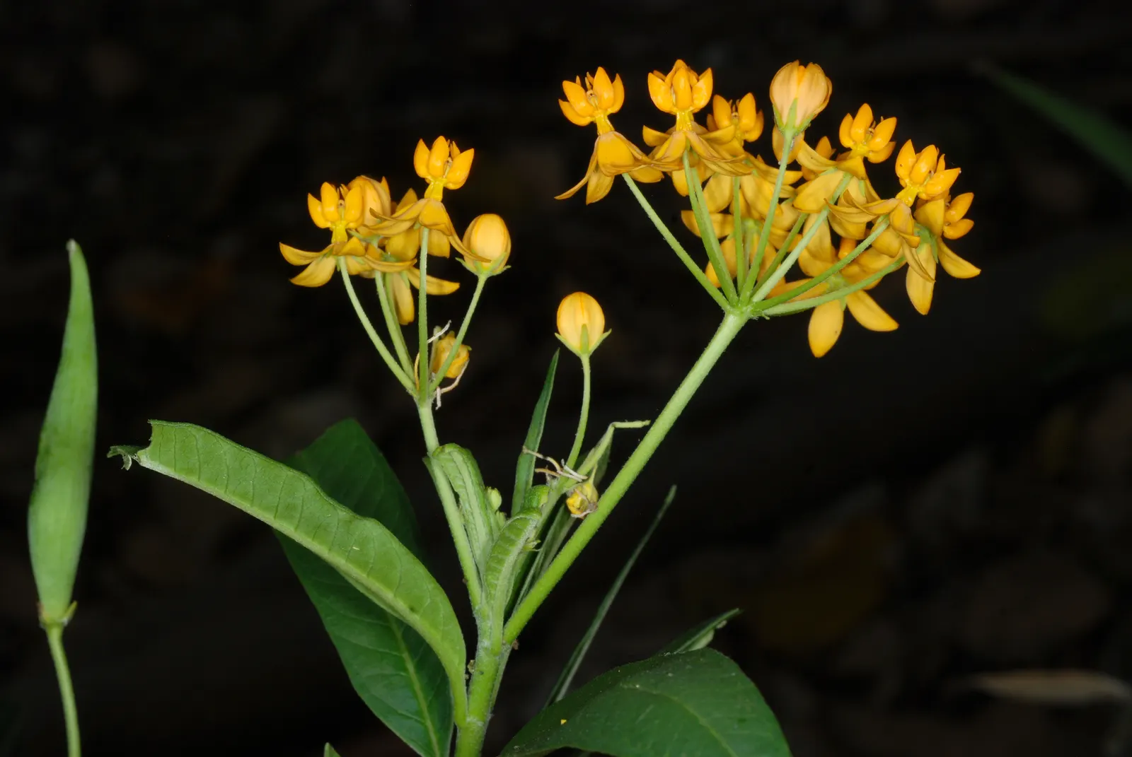 Tropical Milkweed (Asclepias Curassavica) — measuring approximately 4 to 6 inches in length; perennial with orange and red and yellow blooms, image 110