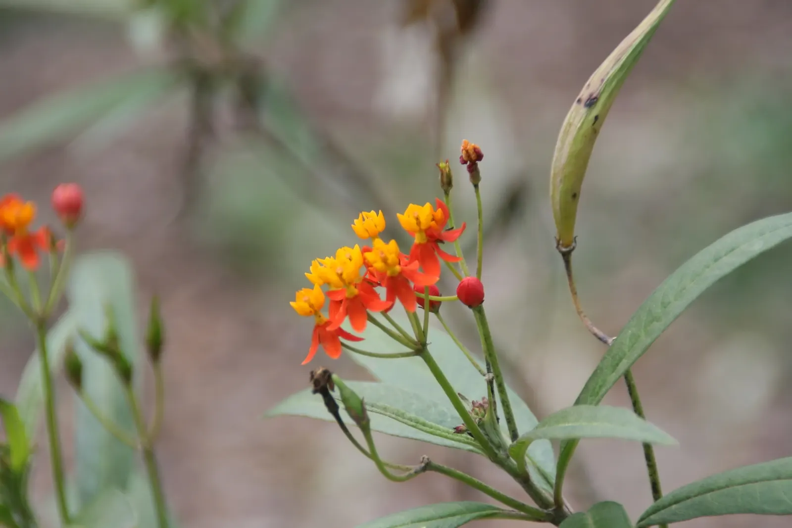 Tropical Milkweed (Asclepias Curassavica) — it is particularly known for attracting monarch butterflies; when proposing this plant for a garden, image 137