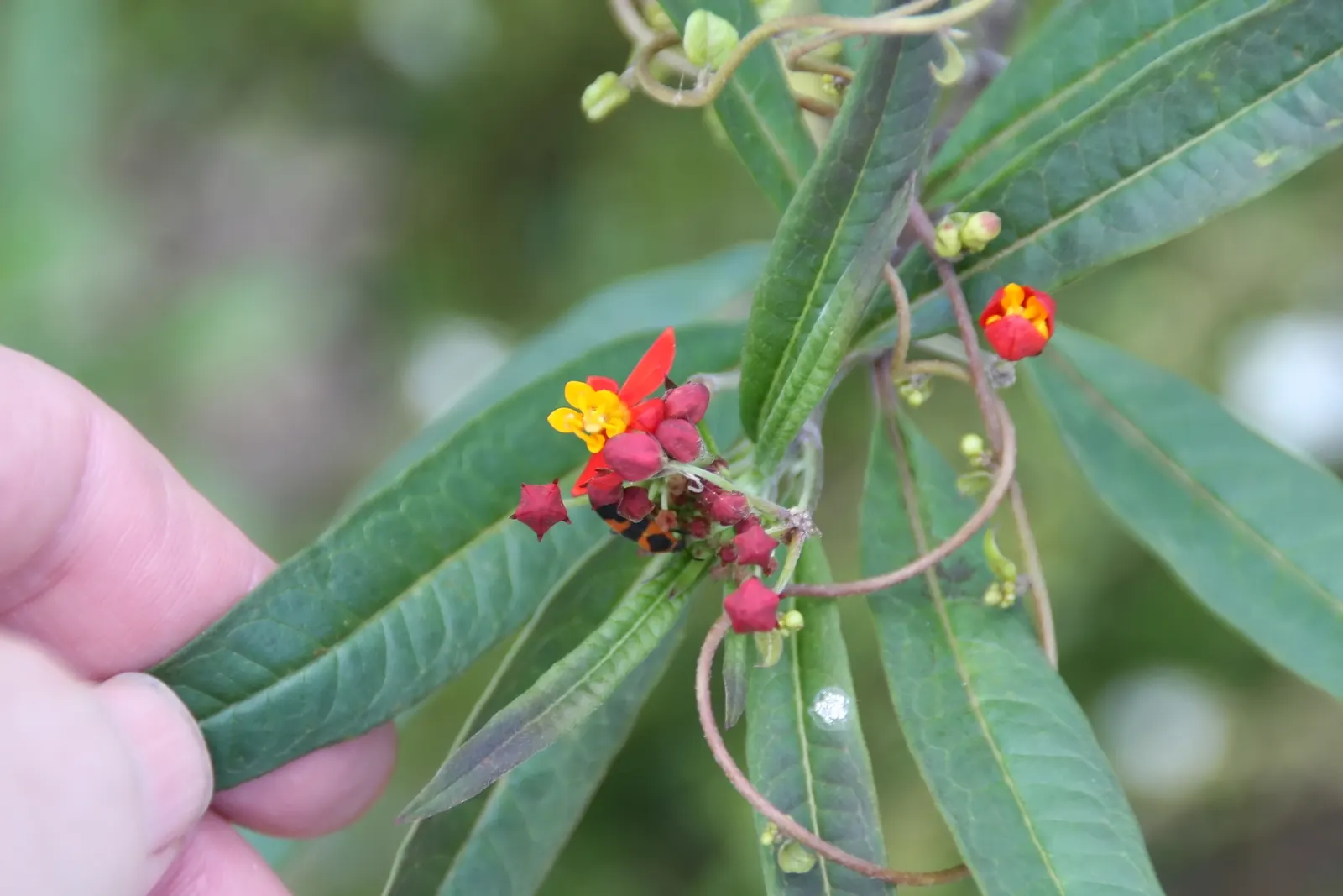 Tropical Milkweed (Asclepias Curassavica) — Tropical Milkweed, Asclepias curassavica, is a vibrant perennial, flourishing up to 4ft tall; creating a striking