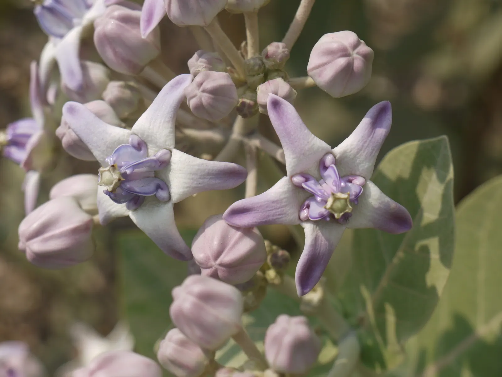 Tropical Milkweed (Asclepias Curassavica) — Tropical Milkweed, Asclepias curassavica, is a vibrant perennial, flourishing up to 4ft tall; creating, image 49