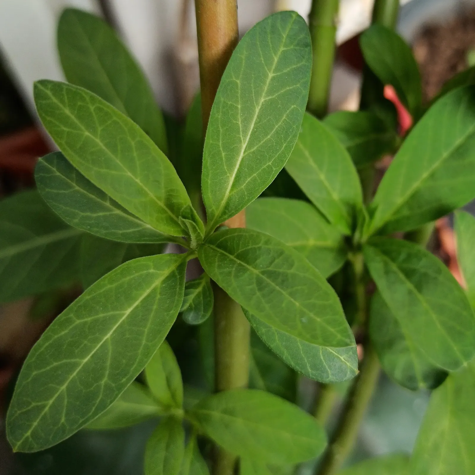 Tropical Milkweed (Asclepias Curassavica) — measuring approximately 4 to 6 inches in length; perennial with orange and red and yellow blooms, image 158