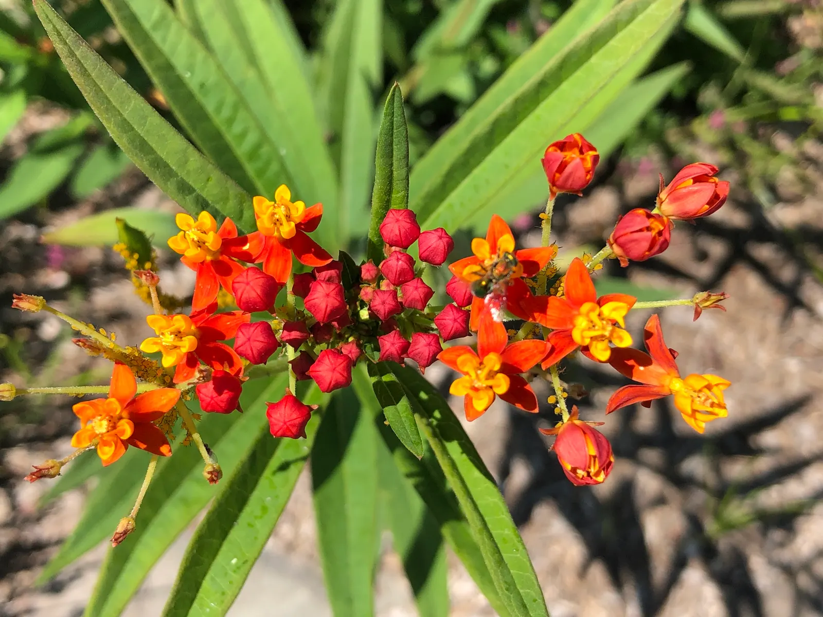 Tropical Milkweed (Asclepias Curassavica) — orange and red flower clusters known as umbels