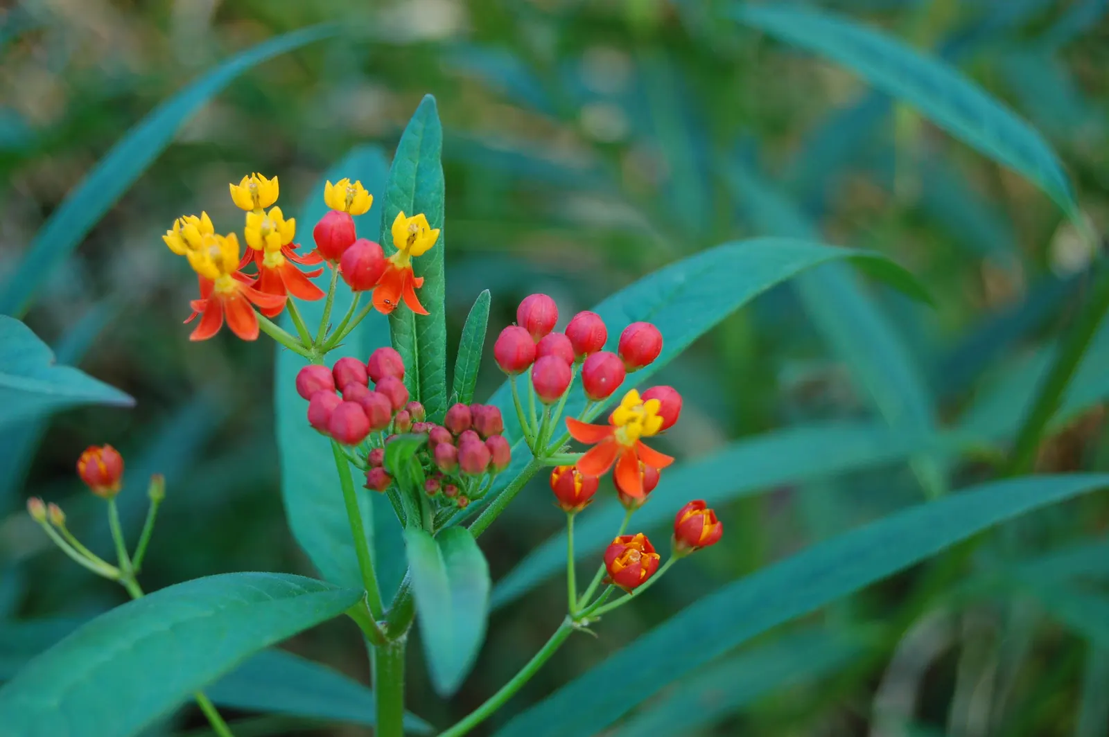 Tropical Milkweed (Asclepias Curassavica) — creating a striking visual against its lanceolate; tropical Milkweed, Asclepias curassavica, is a, image 124