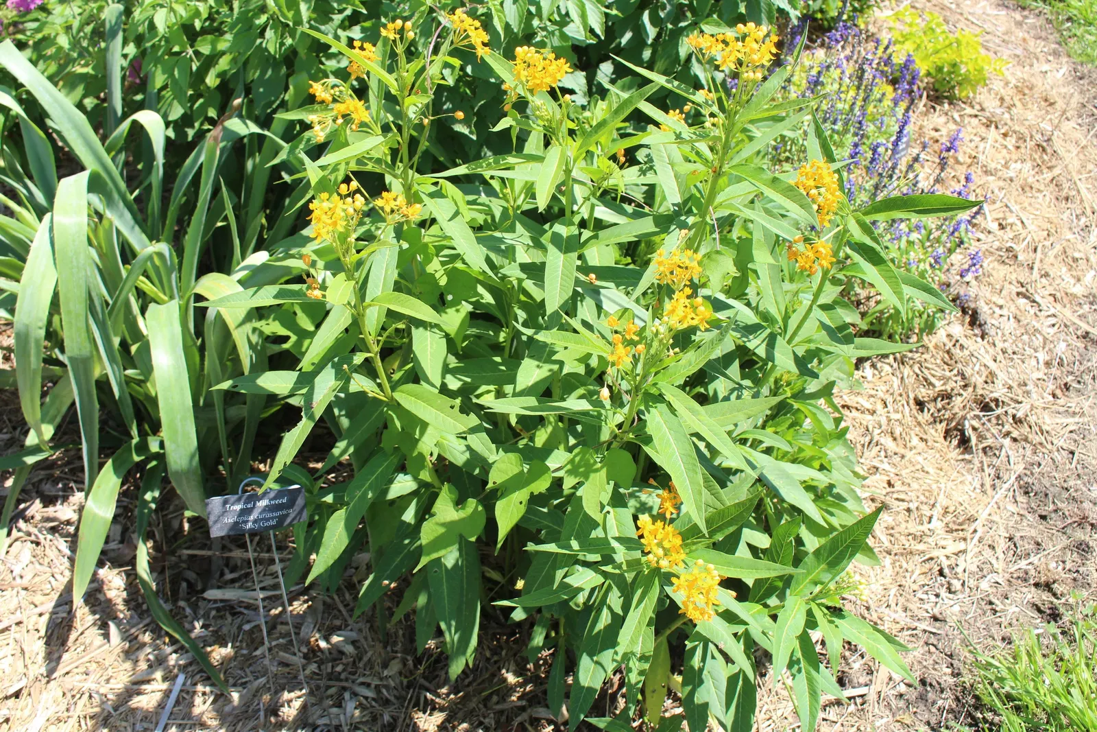 Tropical Milkweed (Asclepias Curassavica) — drought-tolerant plant is an invaluable resource for Monarch butterflies; is a vibrant perennial that, image 77