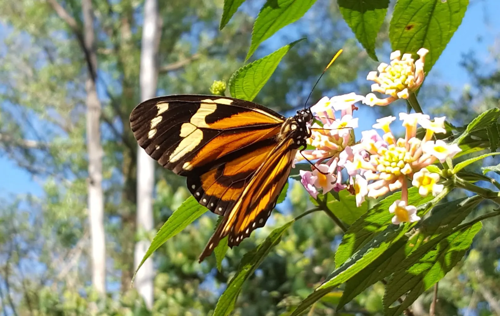 Tropical Milkweed (Asclepias Curassavica) — Tropical Milkweed, Asclepias curassavica, is a vibrant perennial, flourishing up to 4ft tall; creating, image 97