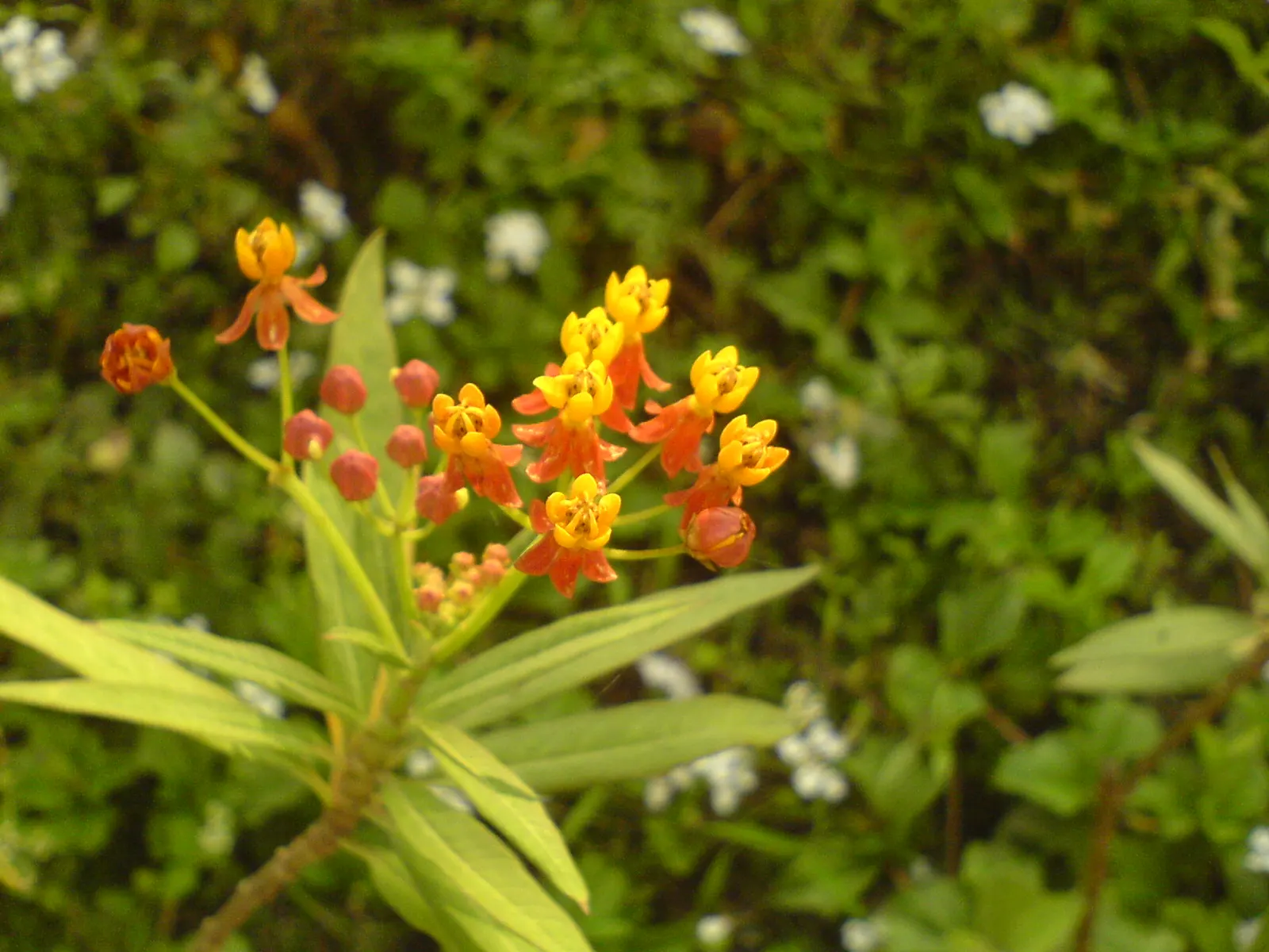 Tropical Milkweed (Asclepias Curassavica) — Asclepias curassavica is drought-tolerant once established and is typically easy to maintain; which bloom from