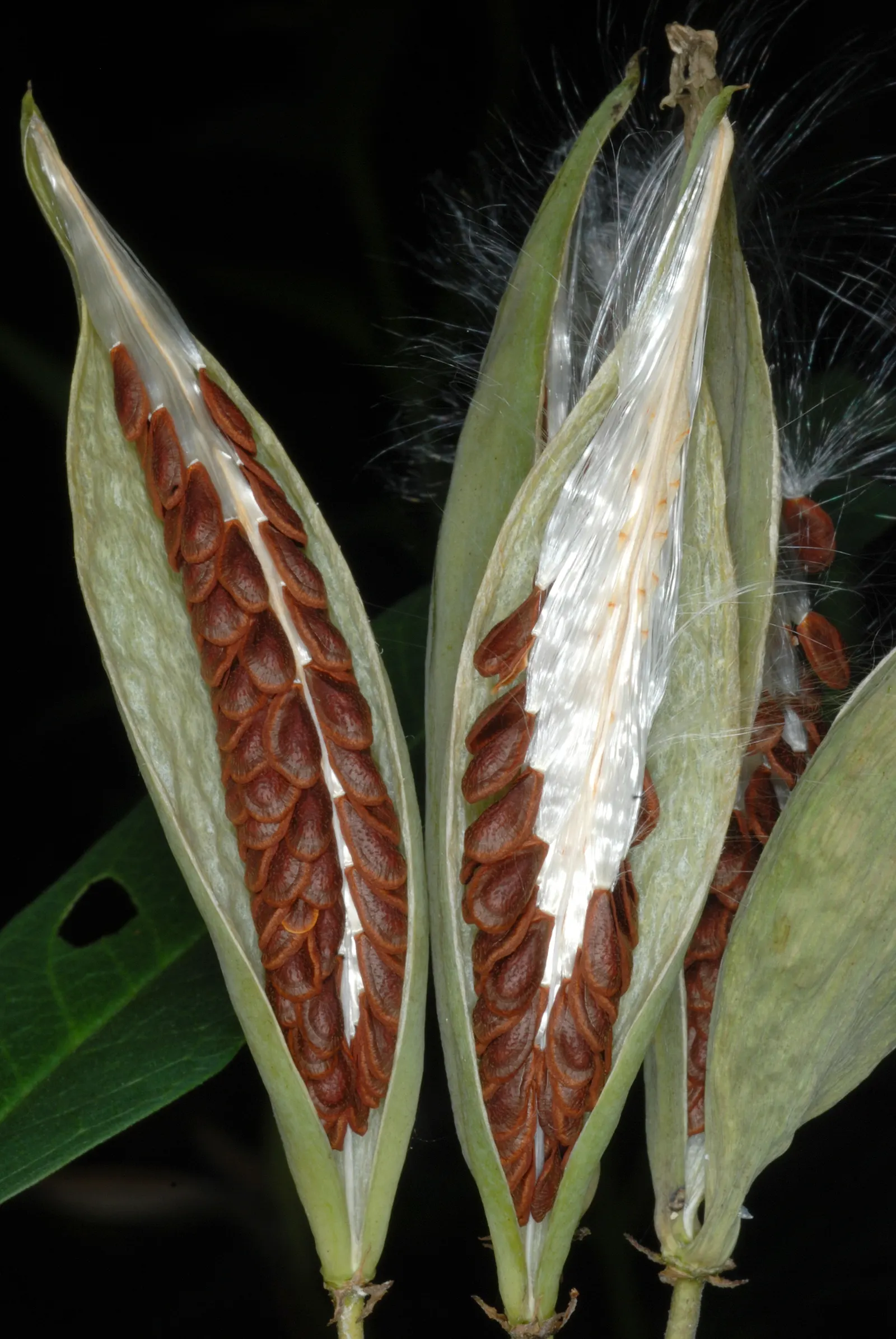 Tropical Milkweed (Asclepias Curassavica) — drought-tolerant plant is an invaluable resource for Monarch butterflies