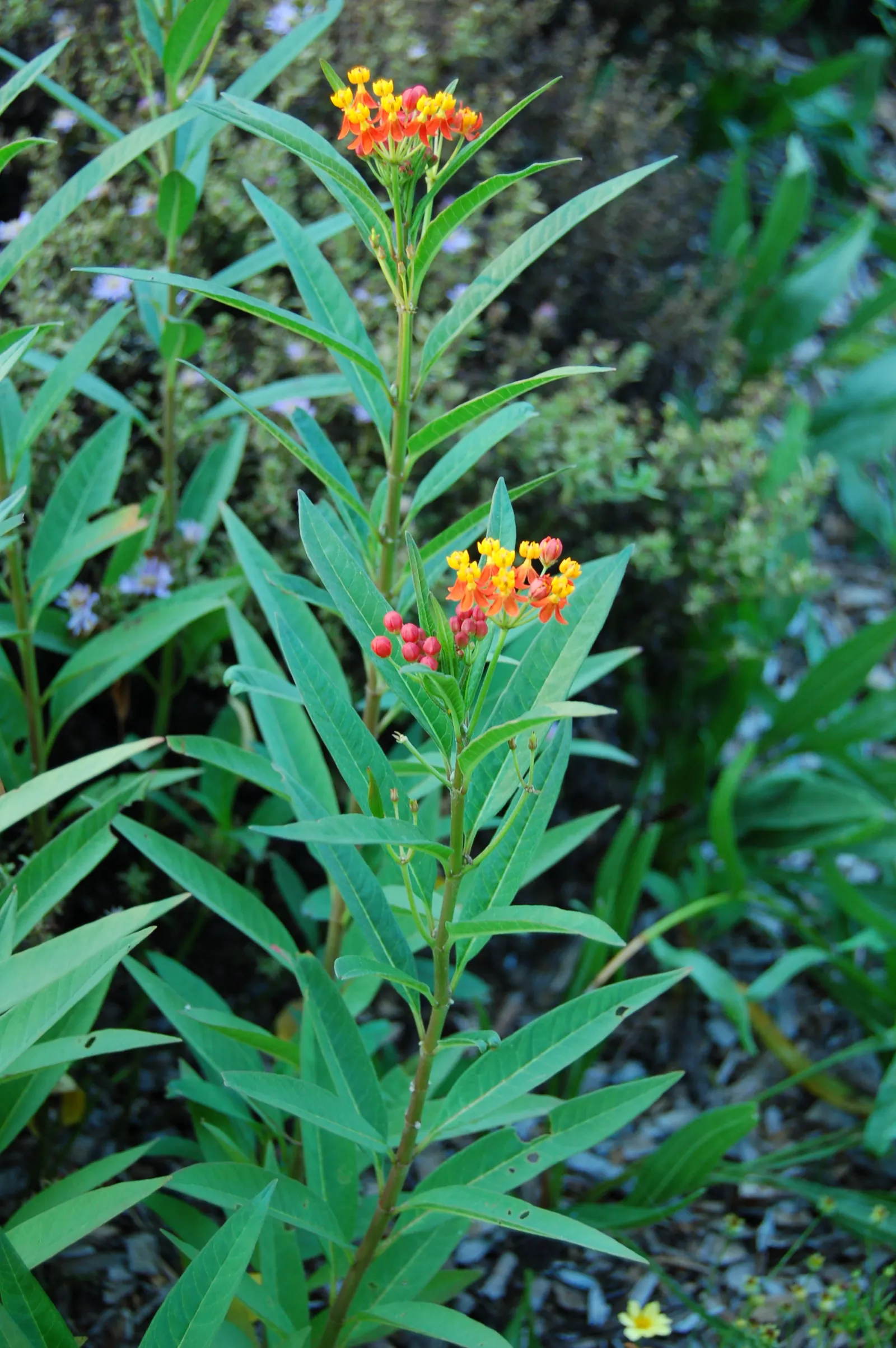 Tropical Milkweed (Asclepias Curassavica) — perennial for full; so caution is advised when handling, image 96