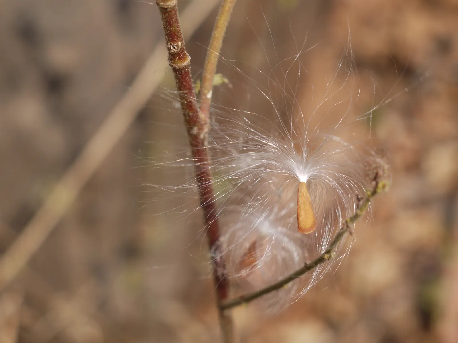 Tropical Milkweed (Asclepias Curassavica) — perennial with orange and red and yellow blooms; measuring approximately 4 to 6 inches in length, image 71