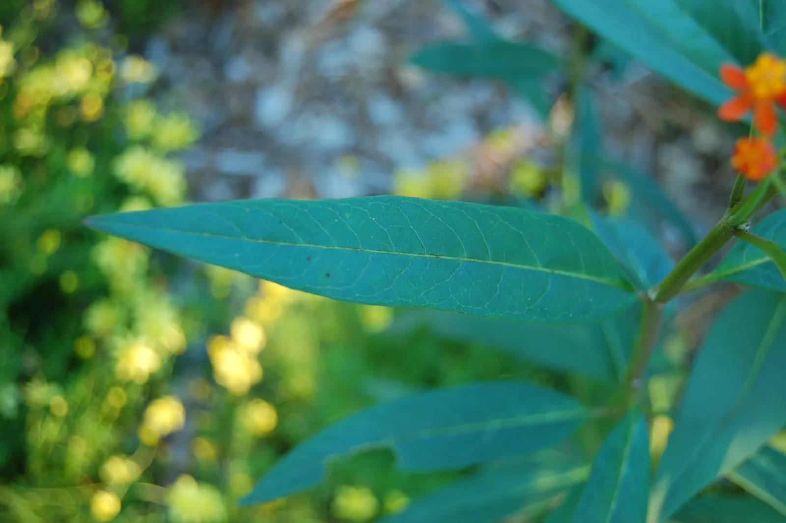 Tropical Milkweed (Asclepias Curassavica) — which bloom from spring to fall; asclepias curassavica is drought-tolerant once established and is, image 51