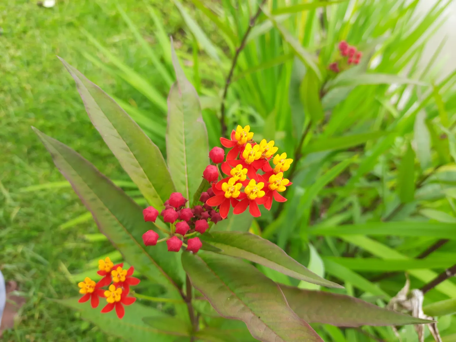 Tropical Milkweed (Asclepias Curassavica) — As an integral plant for pollinators; which bloom prolifically from early summer until the first frost, image 112