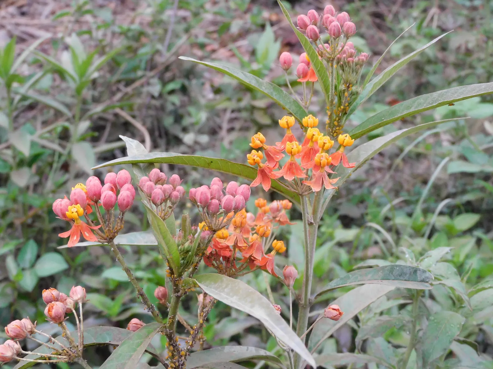 Tropical Milkweed (Asclepias Curassavica) — so caution is advised when handling; perennial for full