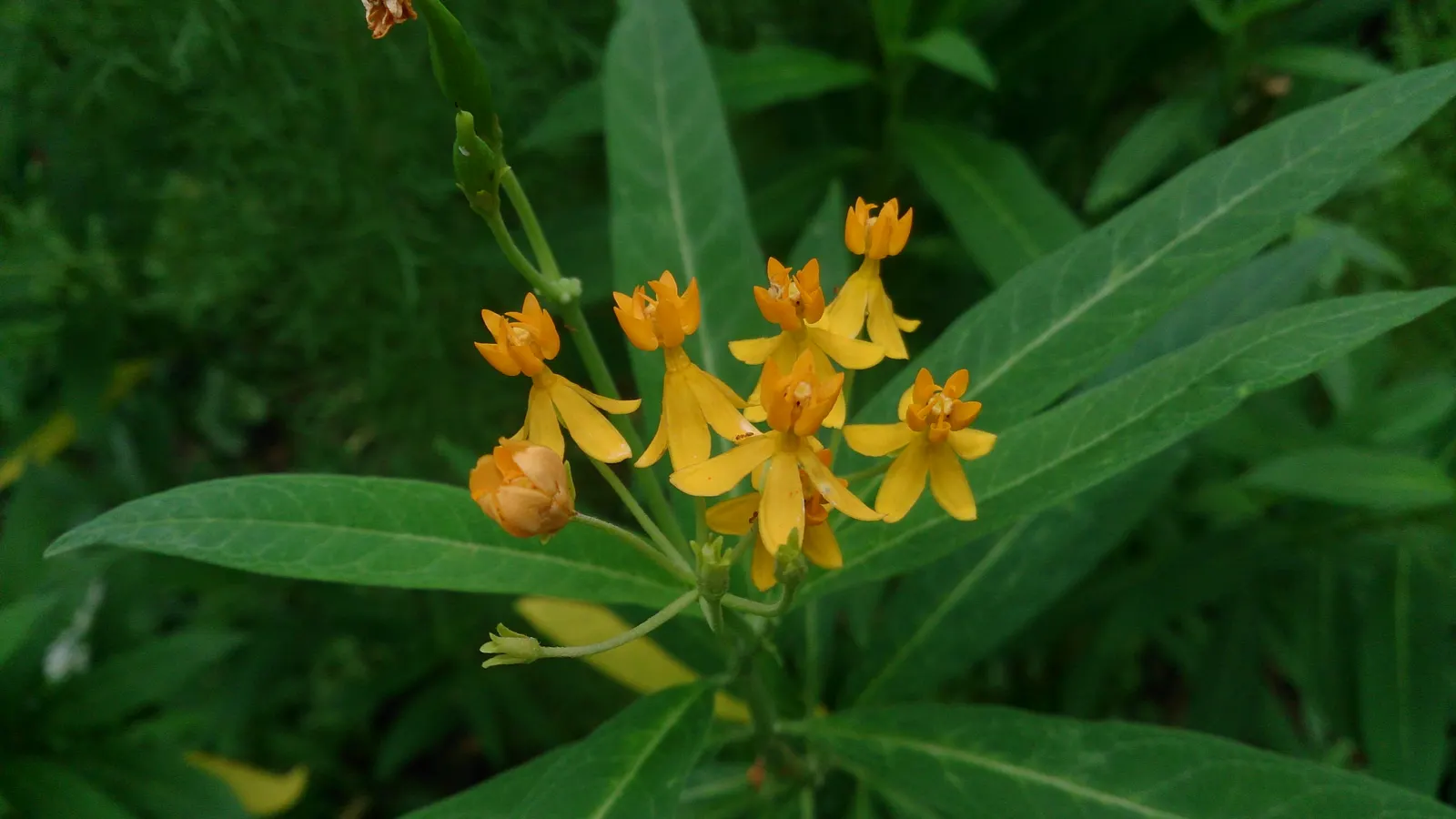 Tropical Milkweed (Asclepias Curassavica) — creating a striking visual against its lanceolate