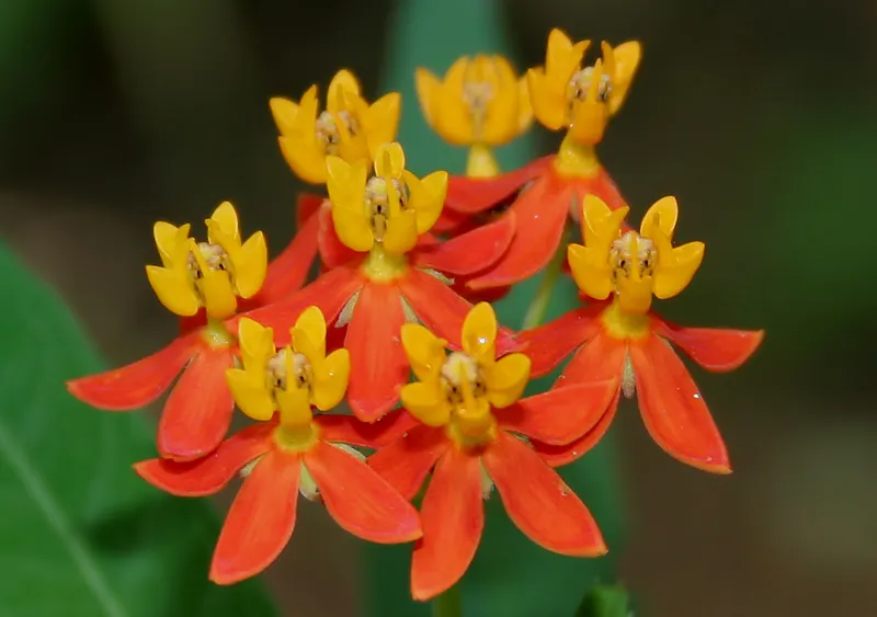 Tropical Milkweed (Asclepias Curassavica) — Space 18-24 inches apart in well-draining soil for an effervescent display; orange and red and yellow, image 55