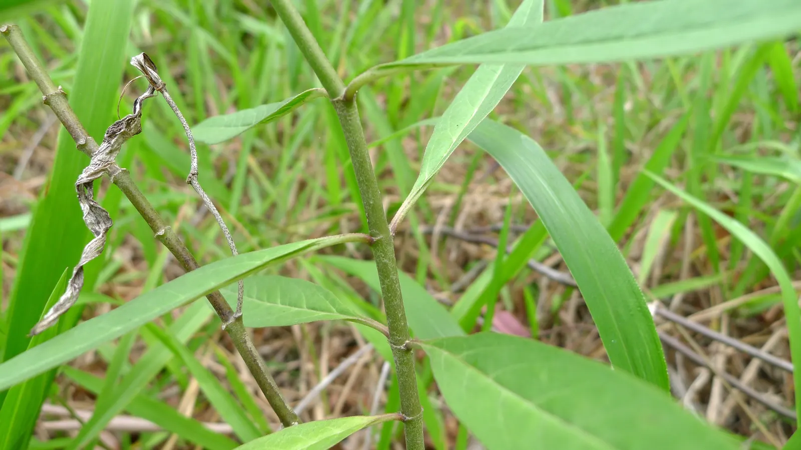 Tropical Milkweed (Asclepias Curassavica) — it is particularly known for attracting monarch butterflies