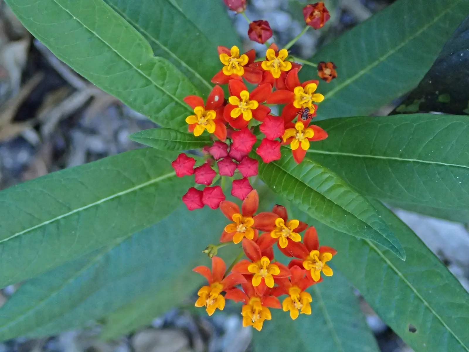 Tropical Milkweed (Asclepias Curassavica) — It boasts fiery orange and red flowers; its standout feature is the bold, image 122