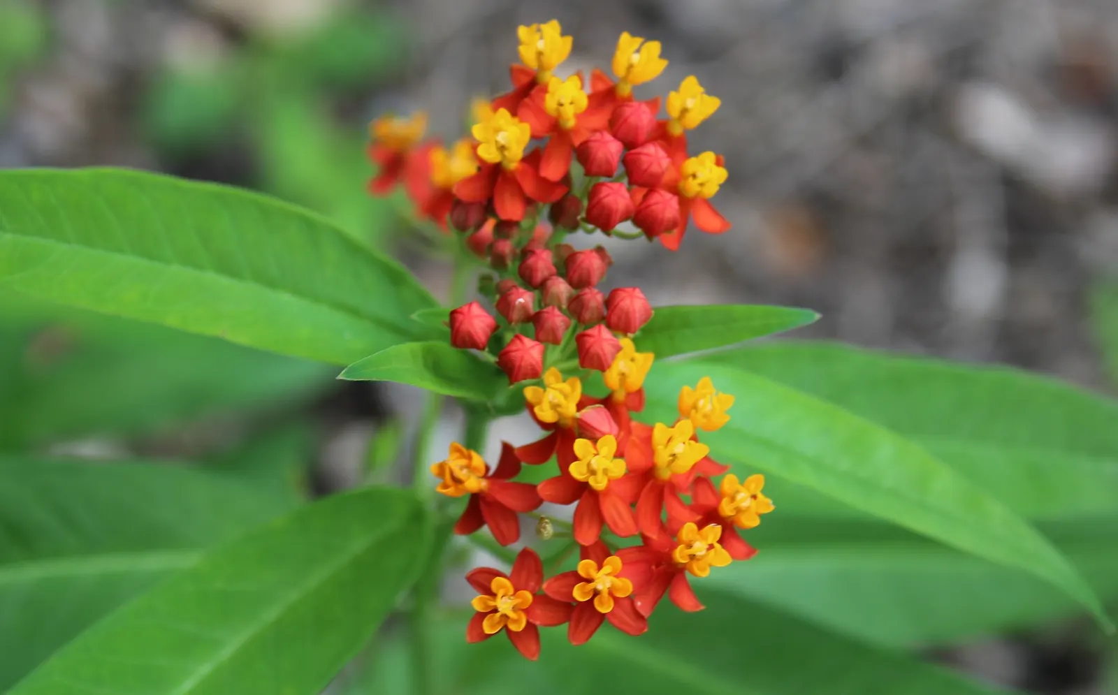 Tropical Milkweed (Asclepias Curassavica) — perennial for full; so caution is advised when handling, image 120