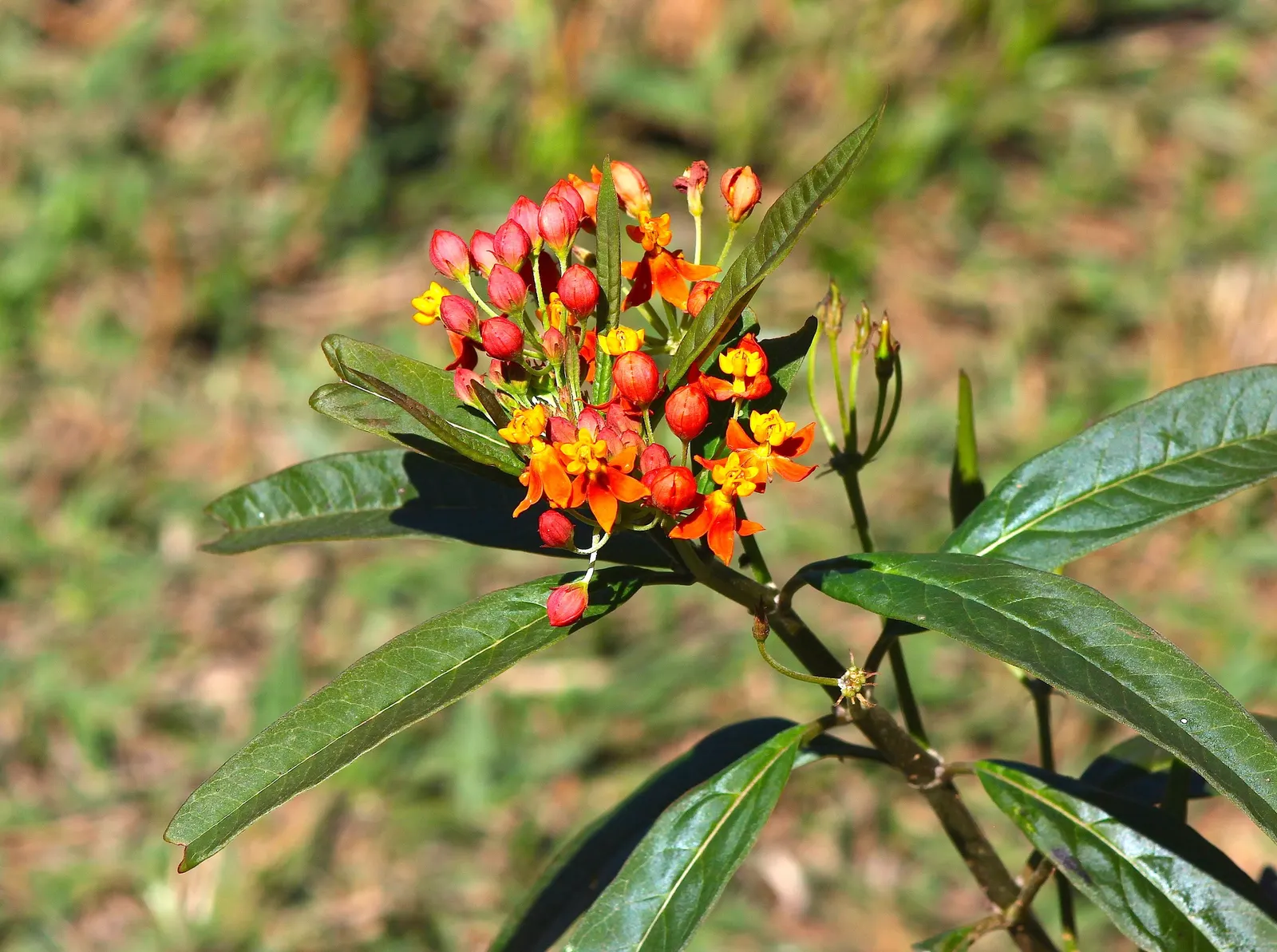 Tropical Milkweed (Asclepias Curassavica) — It is advised to space these plants 12 to 18 inches apart to allow for adequate air circulation and, image 91