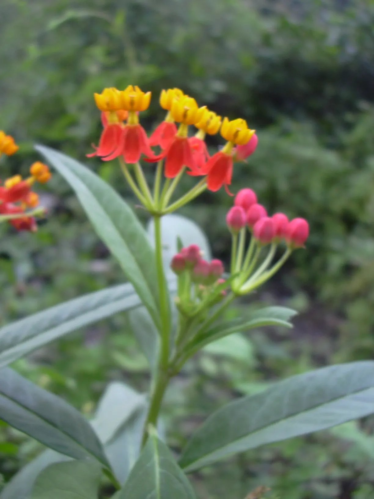 Tropical Milkweed (Asclepias Curassavica) — Tropical Milkweed, Asclepias curassavica, is a vibrant perennial, flourishing up to 4ft tall