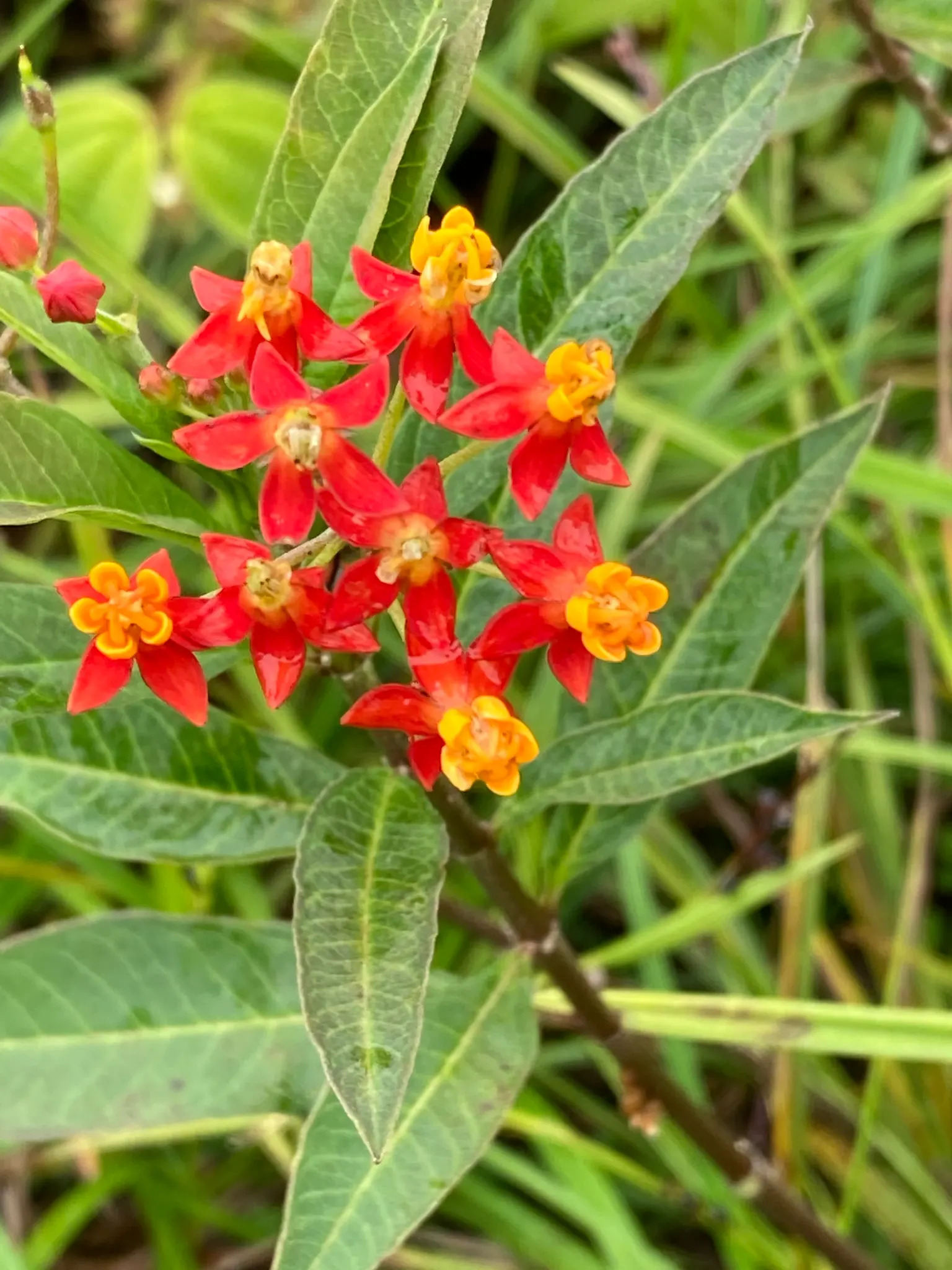 Tropical Milkweed (Asclepias Curassavica) — with a deep green hue that contrasts beautifully against the fiery blossoms; serving as a host for, image 111