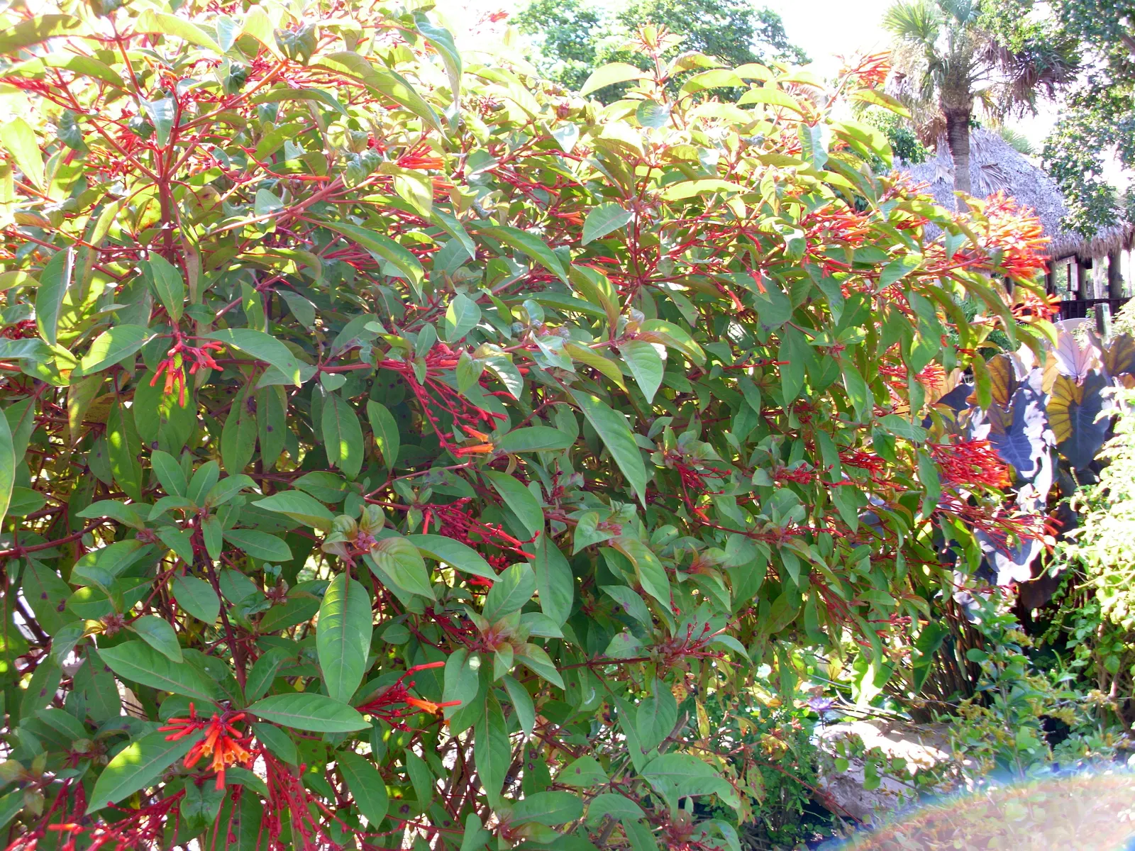 Tropical Milkweed (Asclepias Curassavica) — Space 18-24 inches apart in well-draining soil for an effervescent display; orange and red and yellow, image 127
