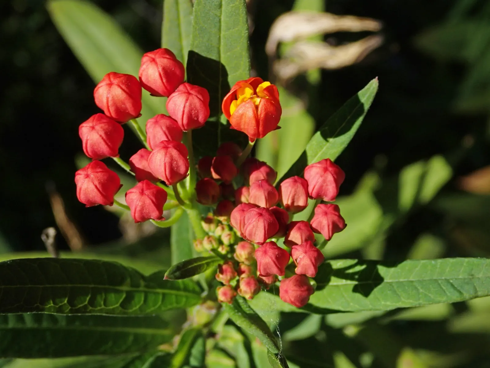 Tropical Milkweed (Asclepias Curassavica) — drought-tolerant plant is an invaluable resource for Monarch butterflies; is a vibrant perennial that, image 149