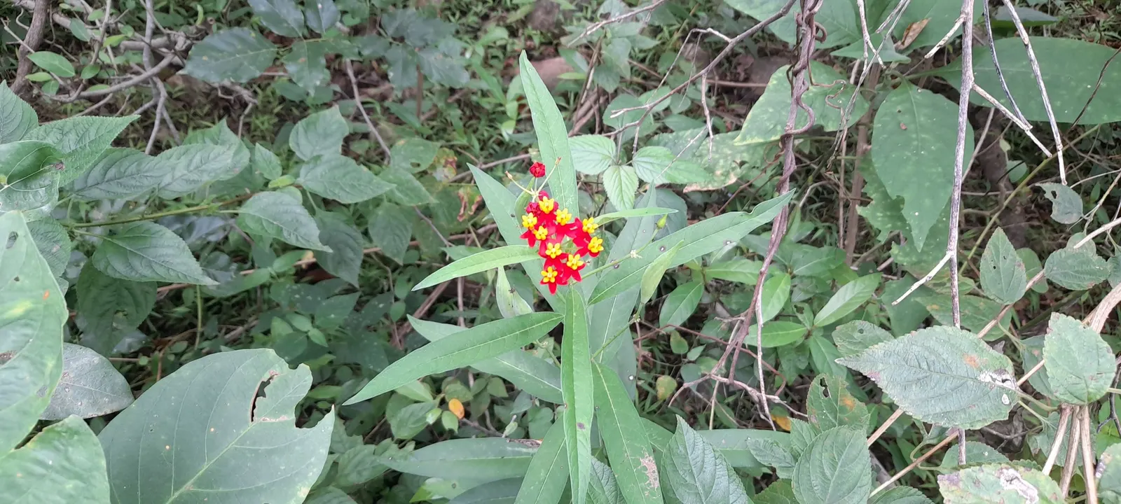 Tropical Milkweed (Asclepias Curassavica) — it is particularly known for attracting monarch butterflies; when proposing this plant for a garden, image 89