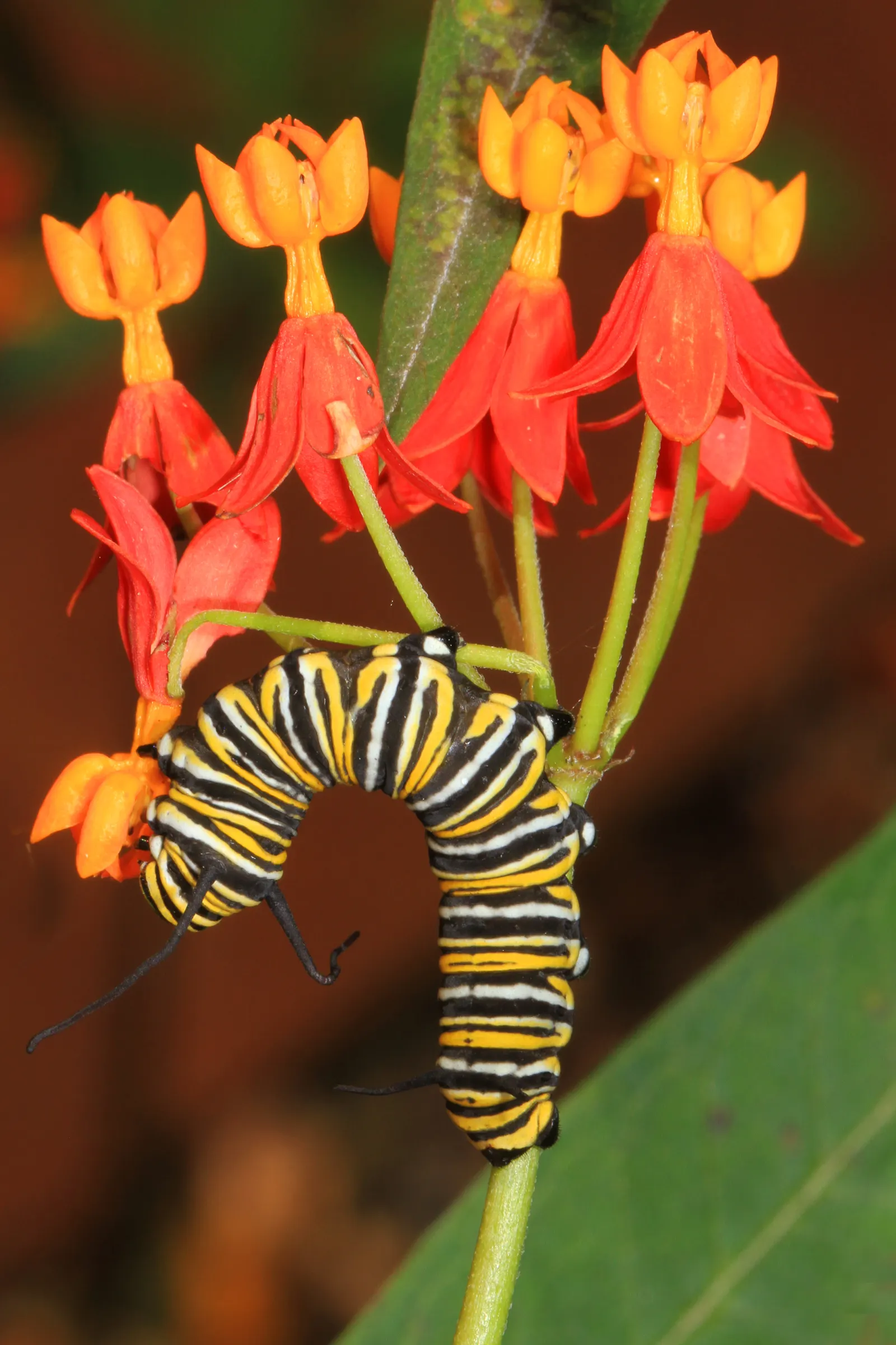 Tropical Milkweed (Asclepias Curassavica) — measuring approximately 4 to 6 inches in length; perennial with orange and red and yellow blooms, image 86