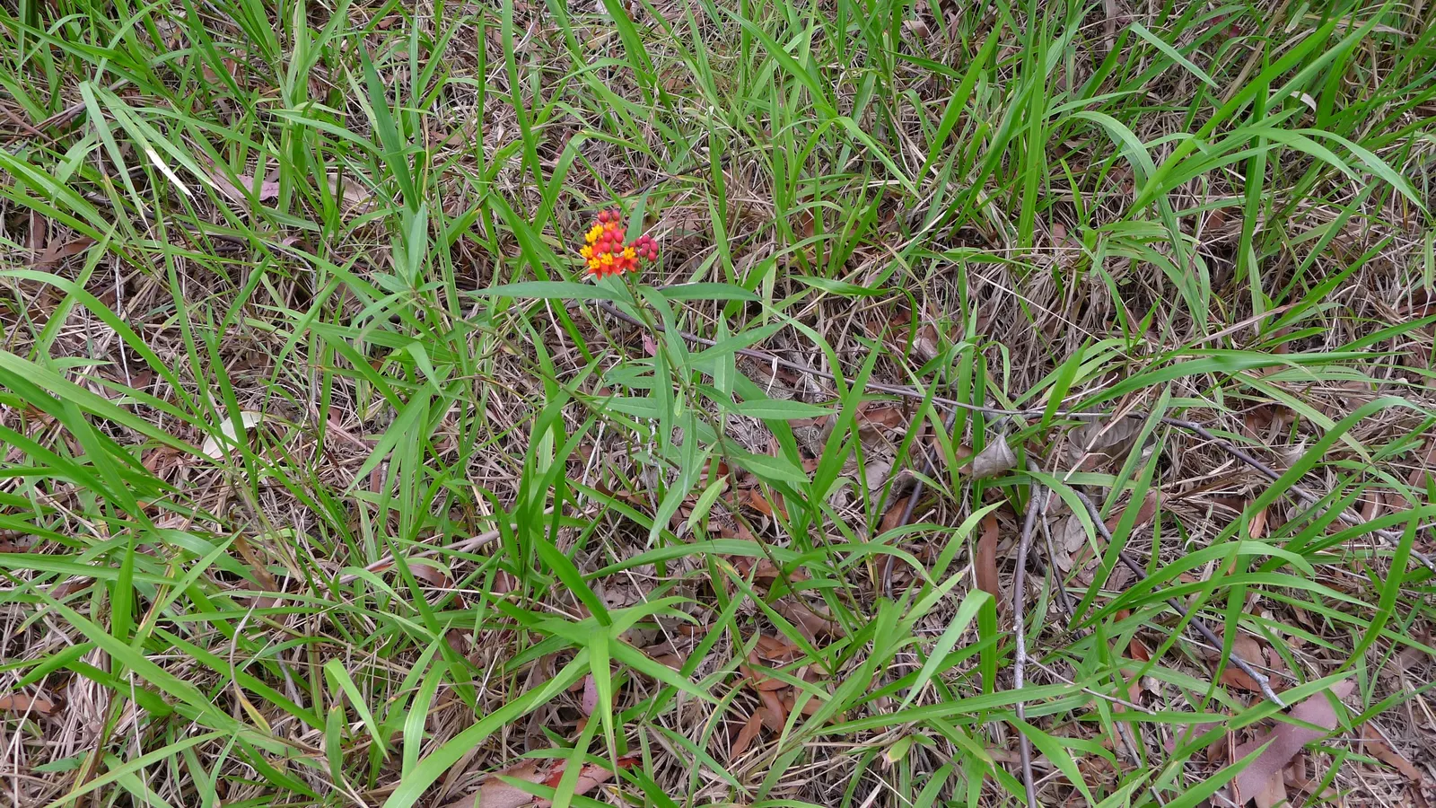 Tropical Milkweed (Asclepias Curassavica) — It is advised to space these plants 12 to 18 inches apart to allow for adequate air circulation and growth; making
