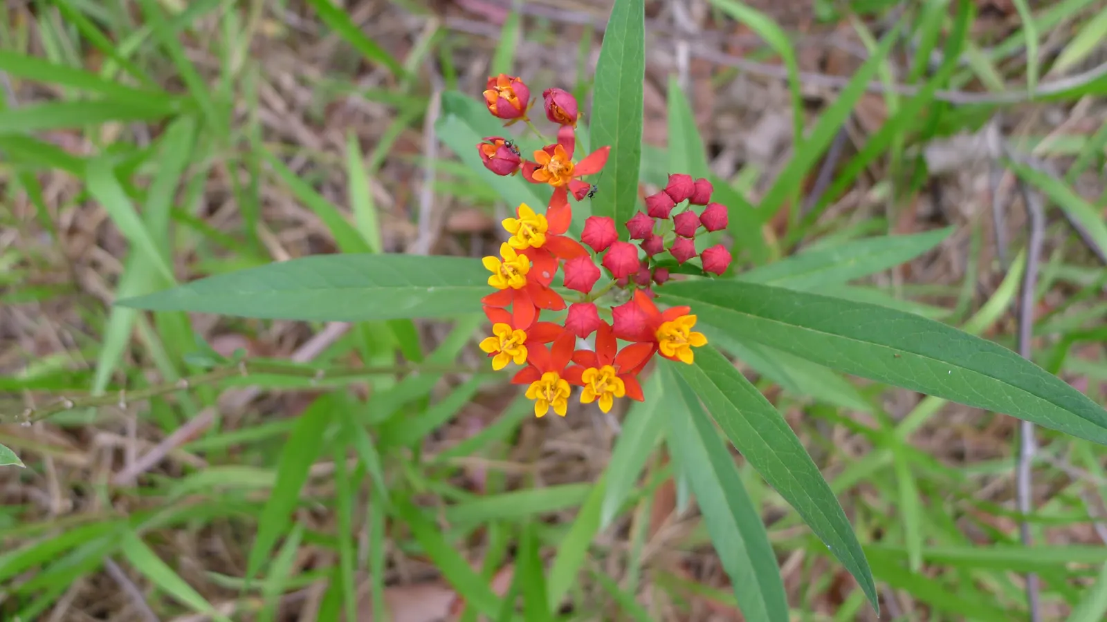 Tropical Milkweed (Asclepias Curassavica) — orange and red and yellow flowers in the garden