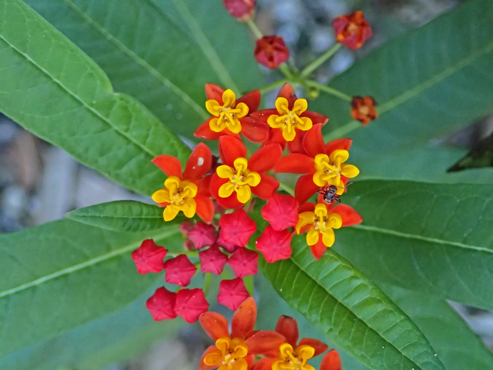 Tropical Milkweed (Asclepias Curassavica) — This species typically reaches a mature height of 2 to 3 feet with a spread of 1 to 2 feet; orange and, image 81