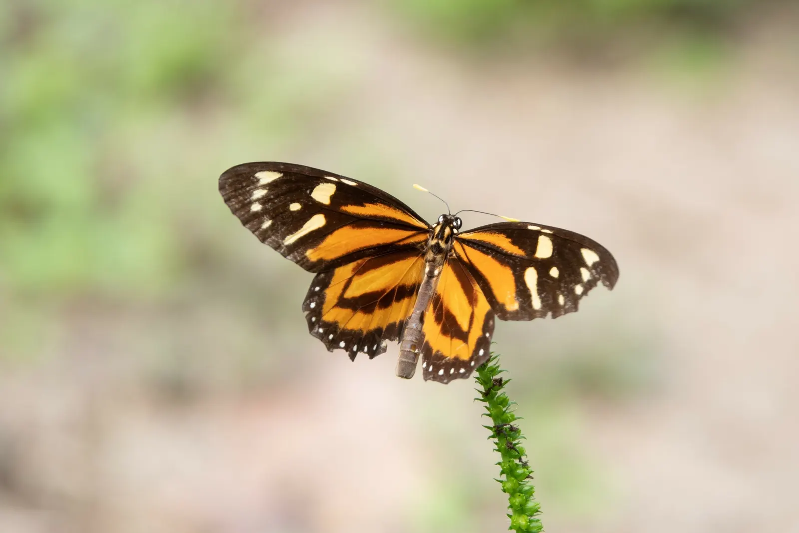 Tropical Milkweed (Asclepias Curassavica) — As an integral plant for pollinators; which bloom prolifically from early summer until the first frost