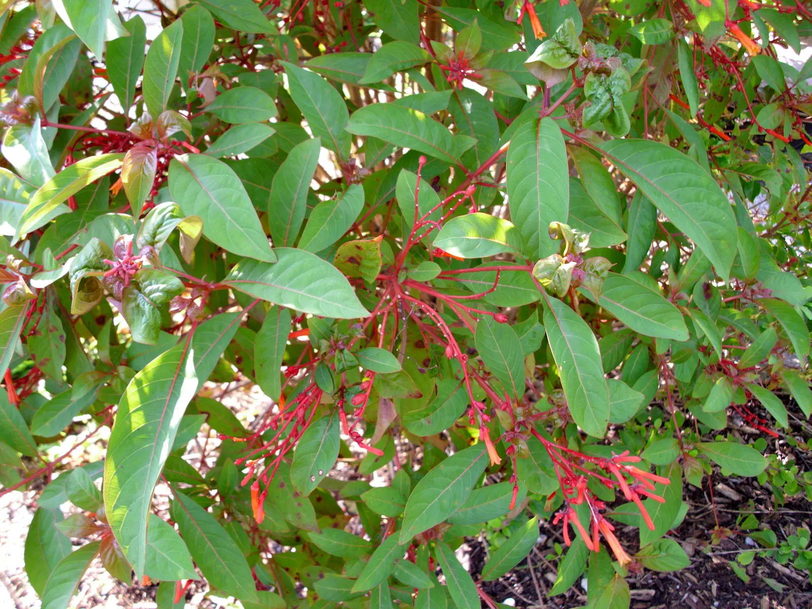 Tropical Milkweed (Asclepias Curassavica) — is a vibrant perennial that offers a striking addition to any landscape design