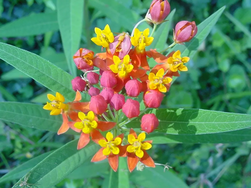 Tropical Milkweed (Asclepias Curassavica) — which bloom from spring to fall; asclepias curassavica is drought-tolerant once established and is, image 75
