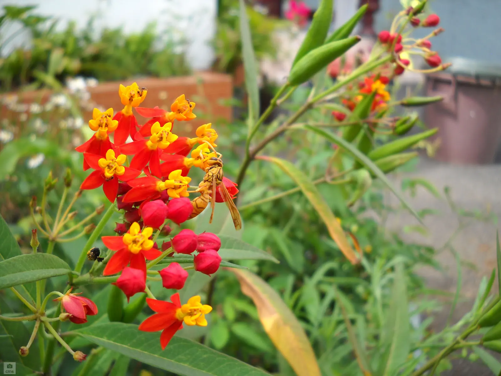 Tropical Milkweed (Asclepias Curassavica) — Asclepias curassavica is drought-tolerant once established and is typically easy to maintain; which, image 138