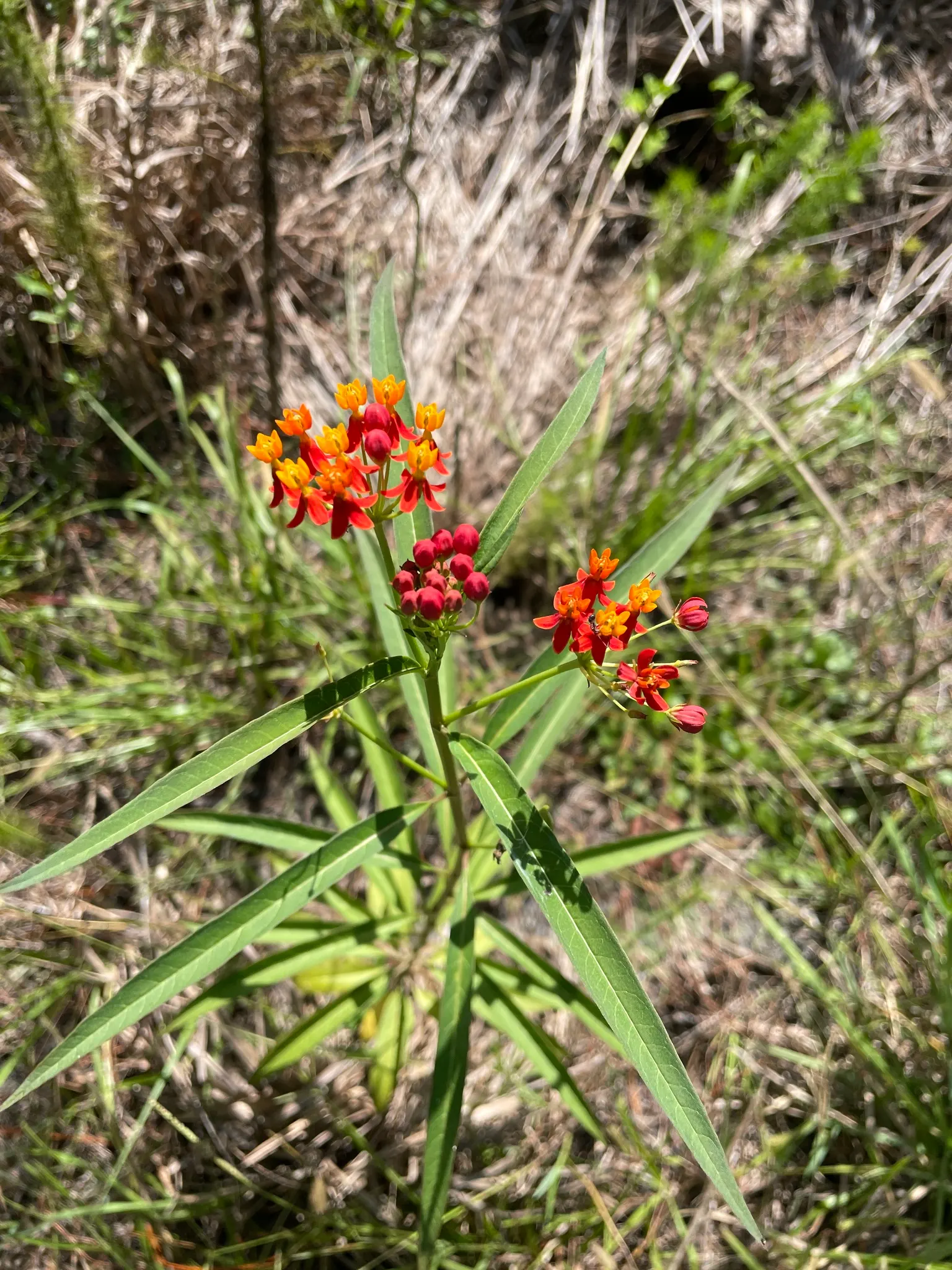 Tropical Milkweed (Asclepias Curassavica) — This species typically reaches a mature height of 2 to 3 feet with a spread of 1 to 2 feet; orange and, image 129