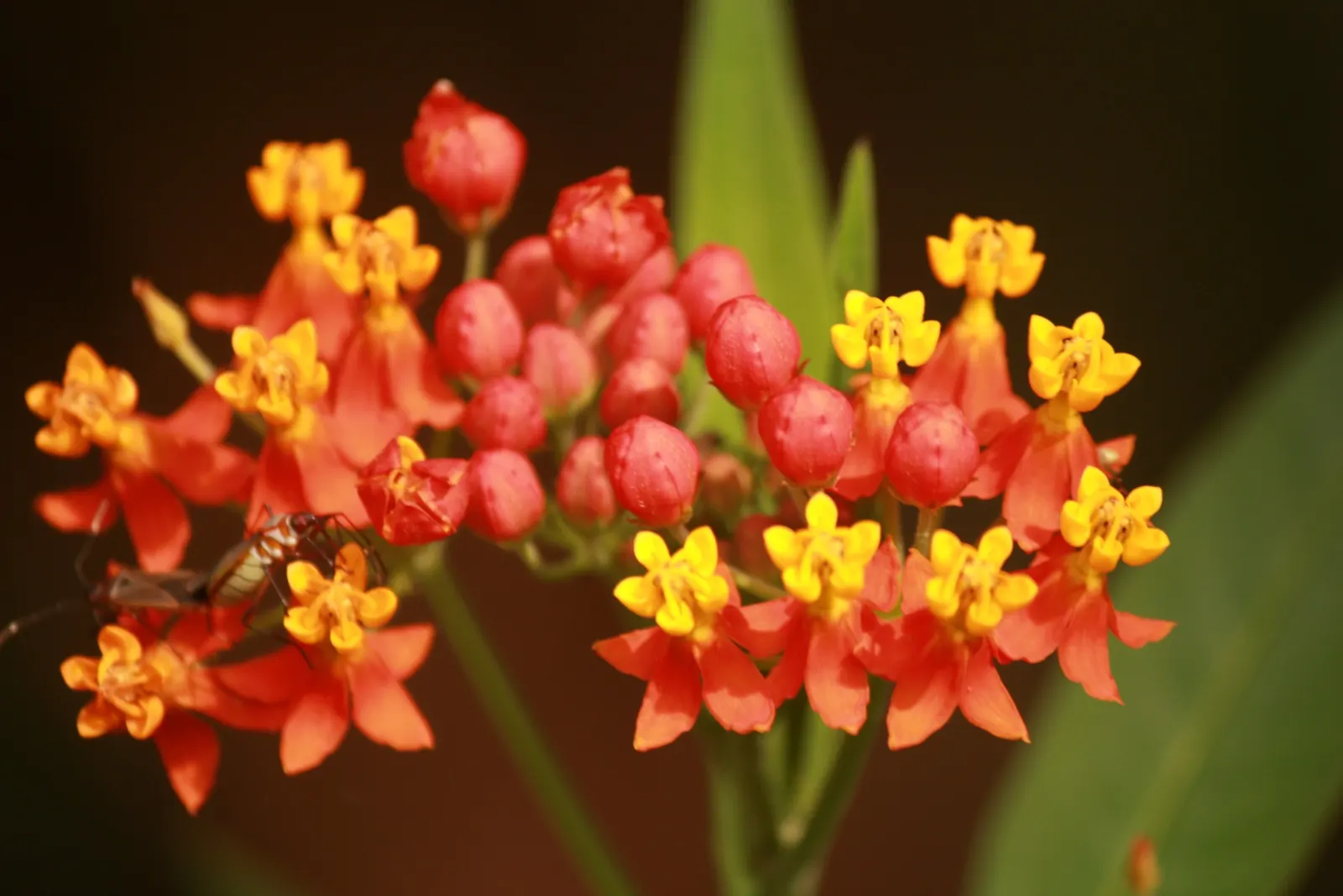 Tropical Milkweed (Asclepias Curassavica) — orange and red and yellow flowers in the garden; space 18-24 inches apart in well-draining soil for an effervescent