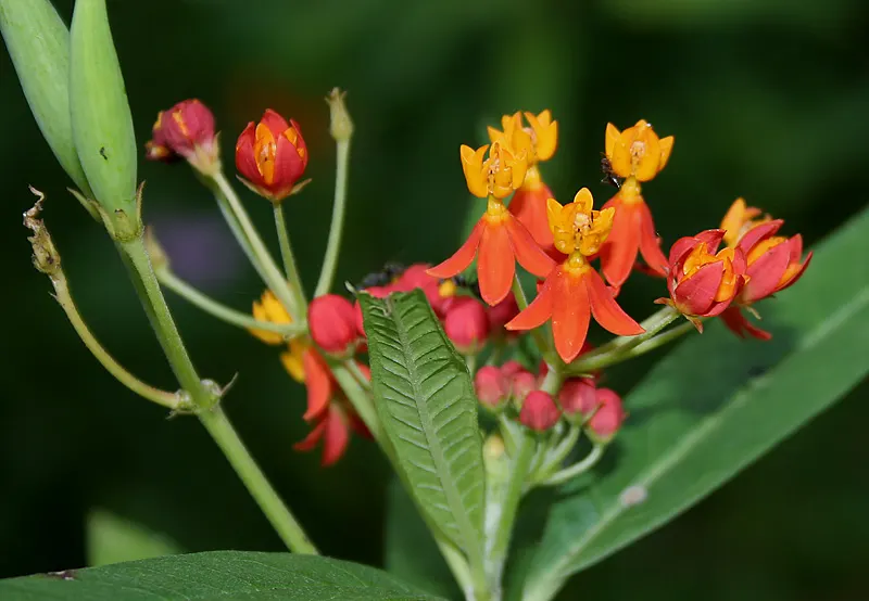 Tropical Milkweed (Asclepias Curassavica) — measuring approximately 4 to 6 inches in length; perennial with orange and red and yellow blooms, image 134