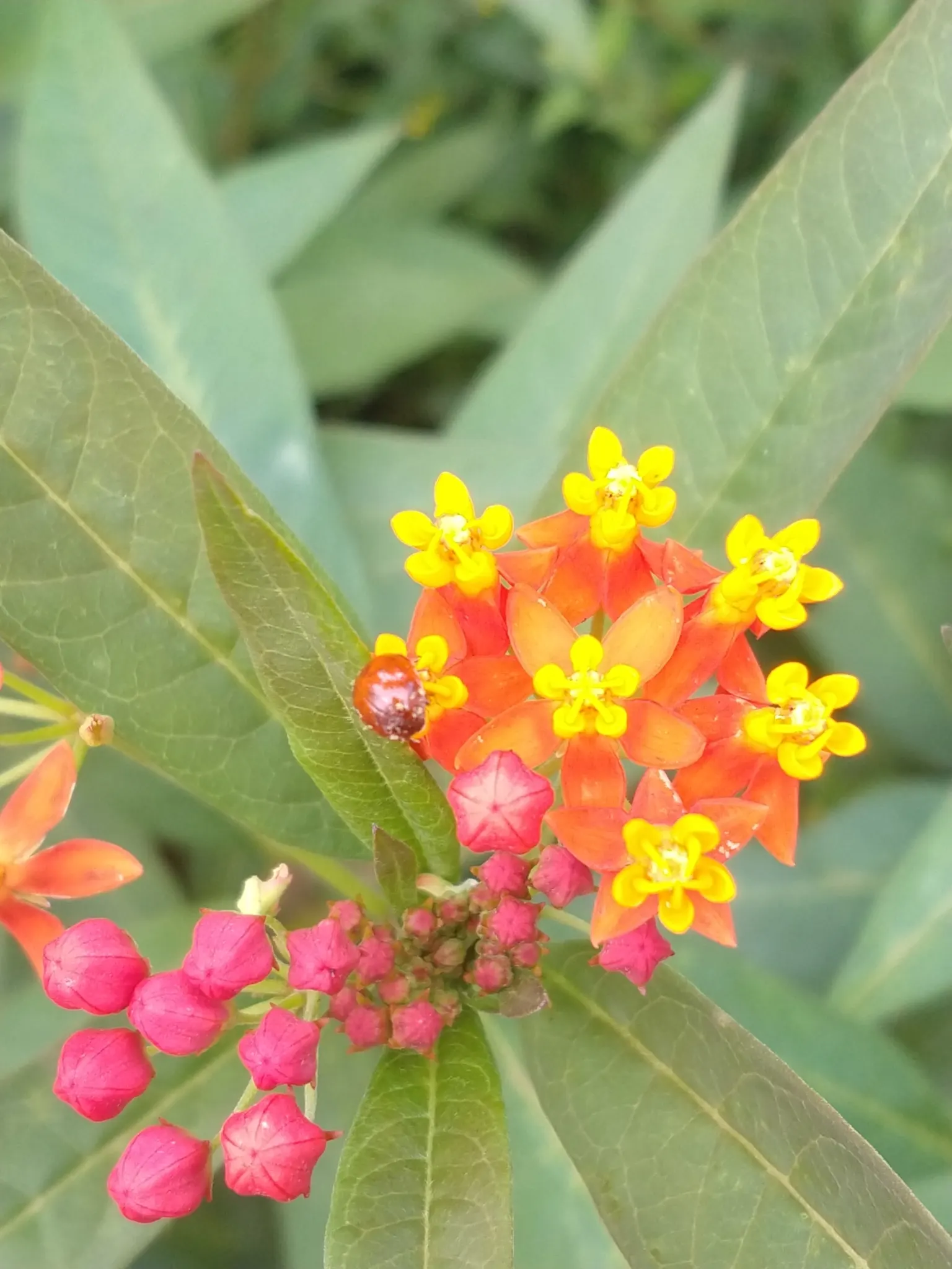 Tropical Milkweed (Asclepias Curassavica) — perennial for full