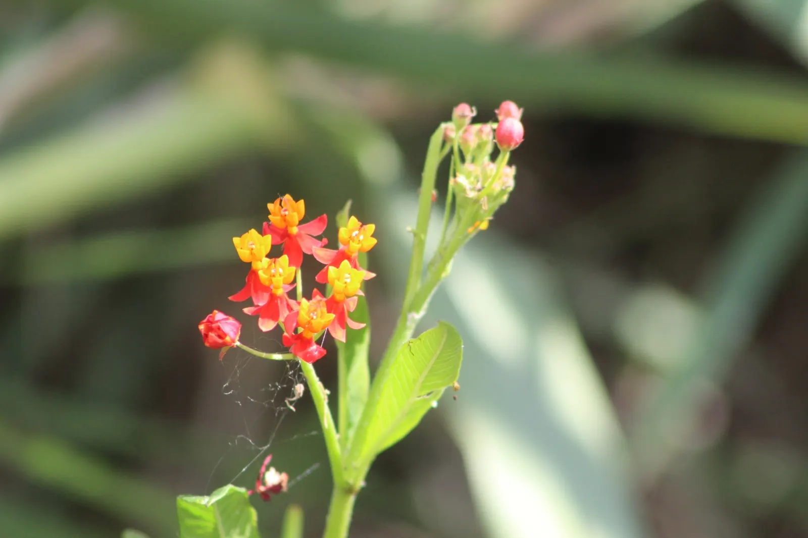 Tropical Milkweed (Asclepias Curassavica) — measuring approximately 4 to 6 inches in length