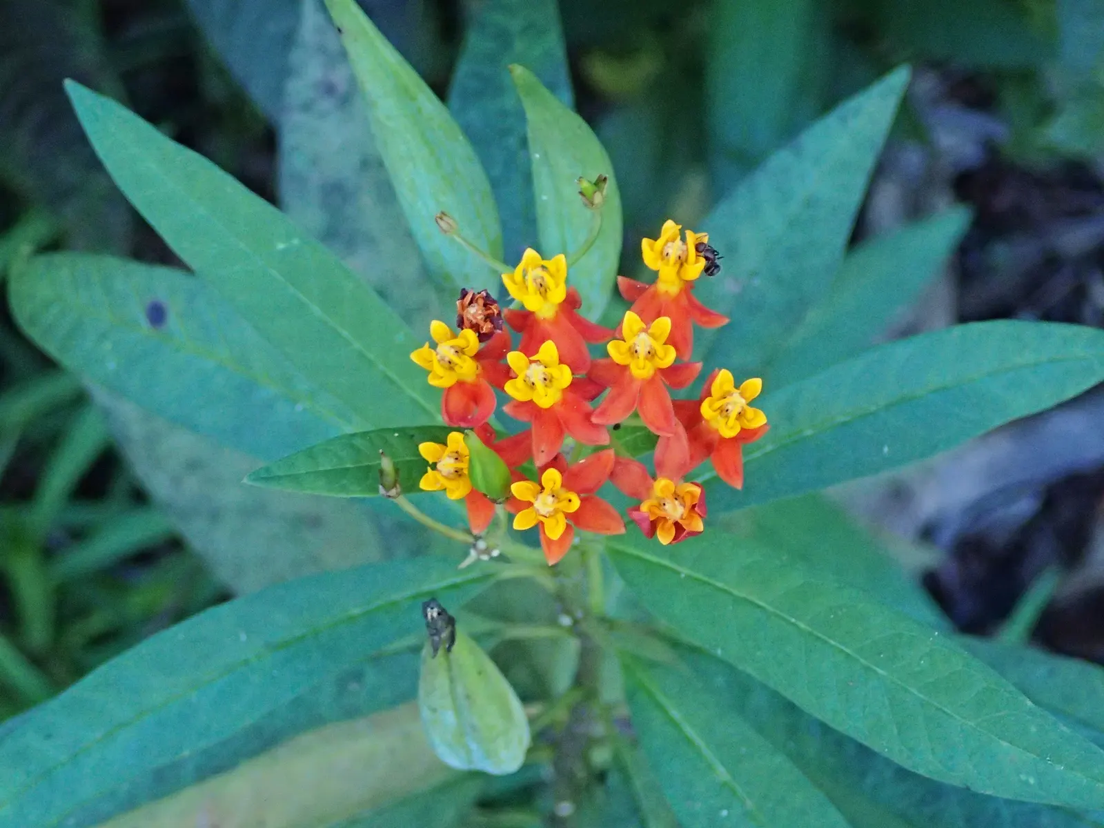 Tropical Milkweed (Asclepias Curassavica) — making it suitable for medium-sized garden spaces or as an accent in larger landscapes; it is advised, image 154