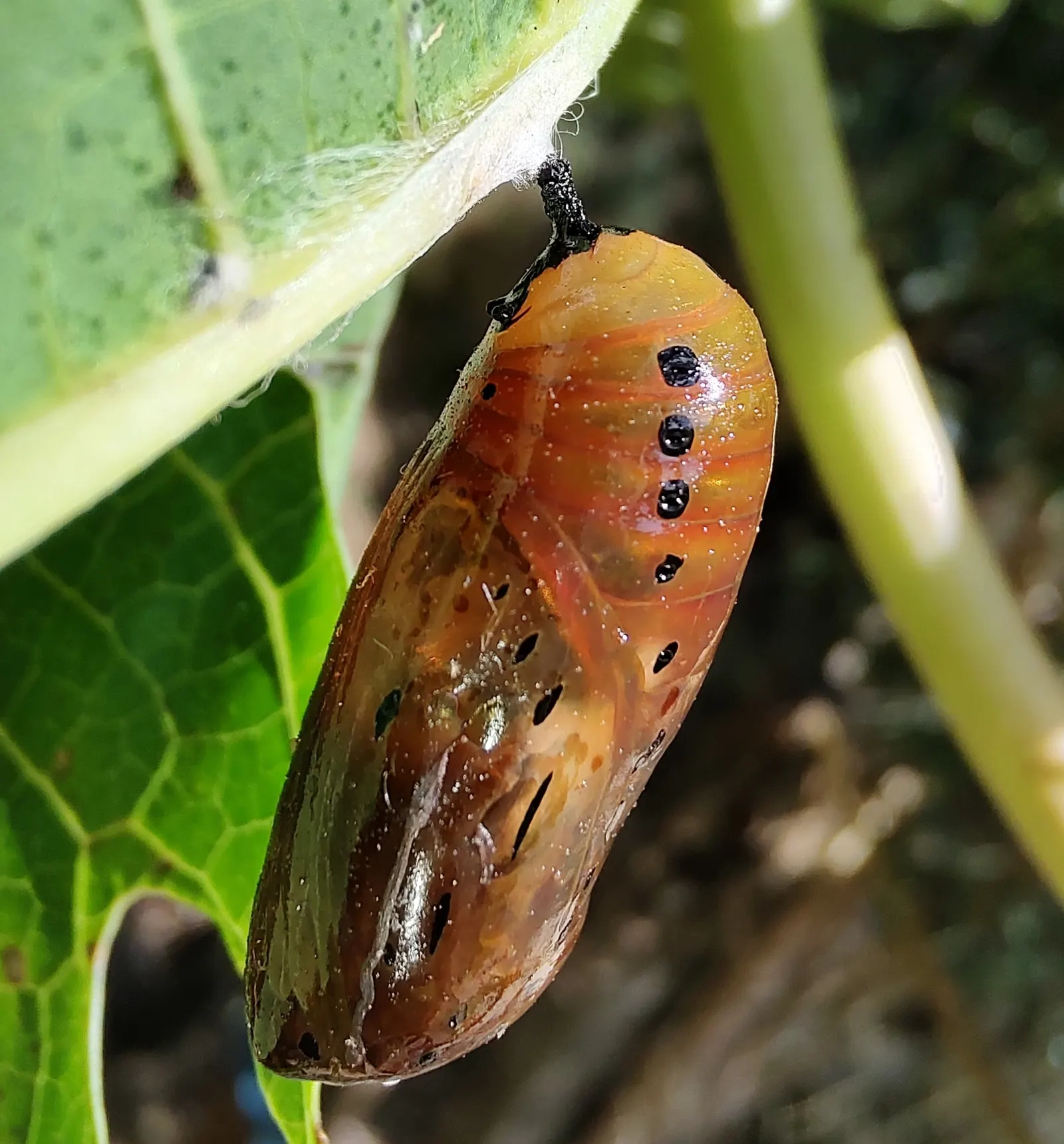 Tropical Milkweed (Asclepias Curassavica) — When proposing this plant for a garden; it is particularly known for attracting monarch butterflies, image 68