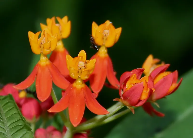 Tropical Milkweed (Asclepias Curassavica) — so caution is advised when handling; perennial for full, image 117