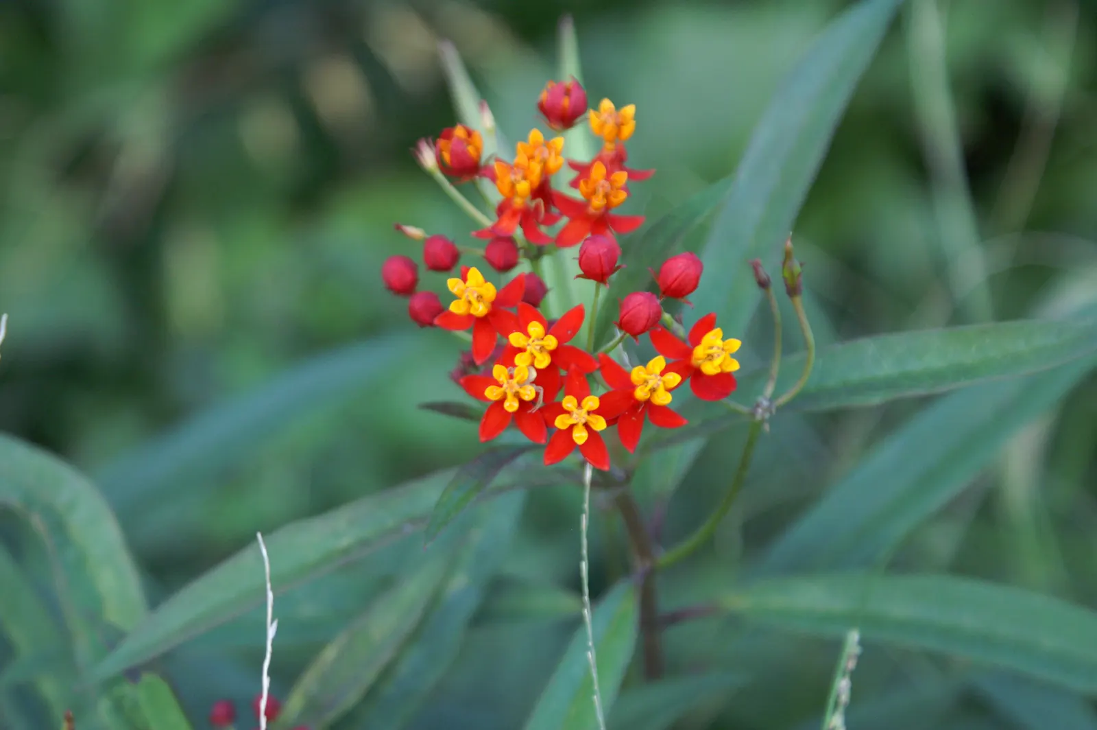 Tropical Milkweed (Asclepias Curassavica) — This species typically reaches a mature height of 2 to 3 feet with a spread of 1 to 2 feet; orange and, image 105
