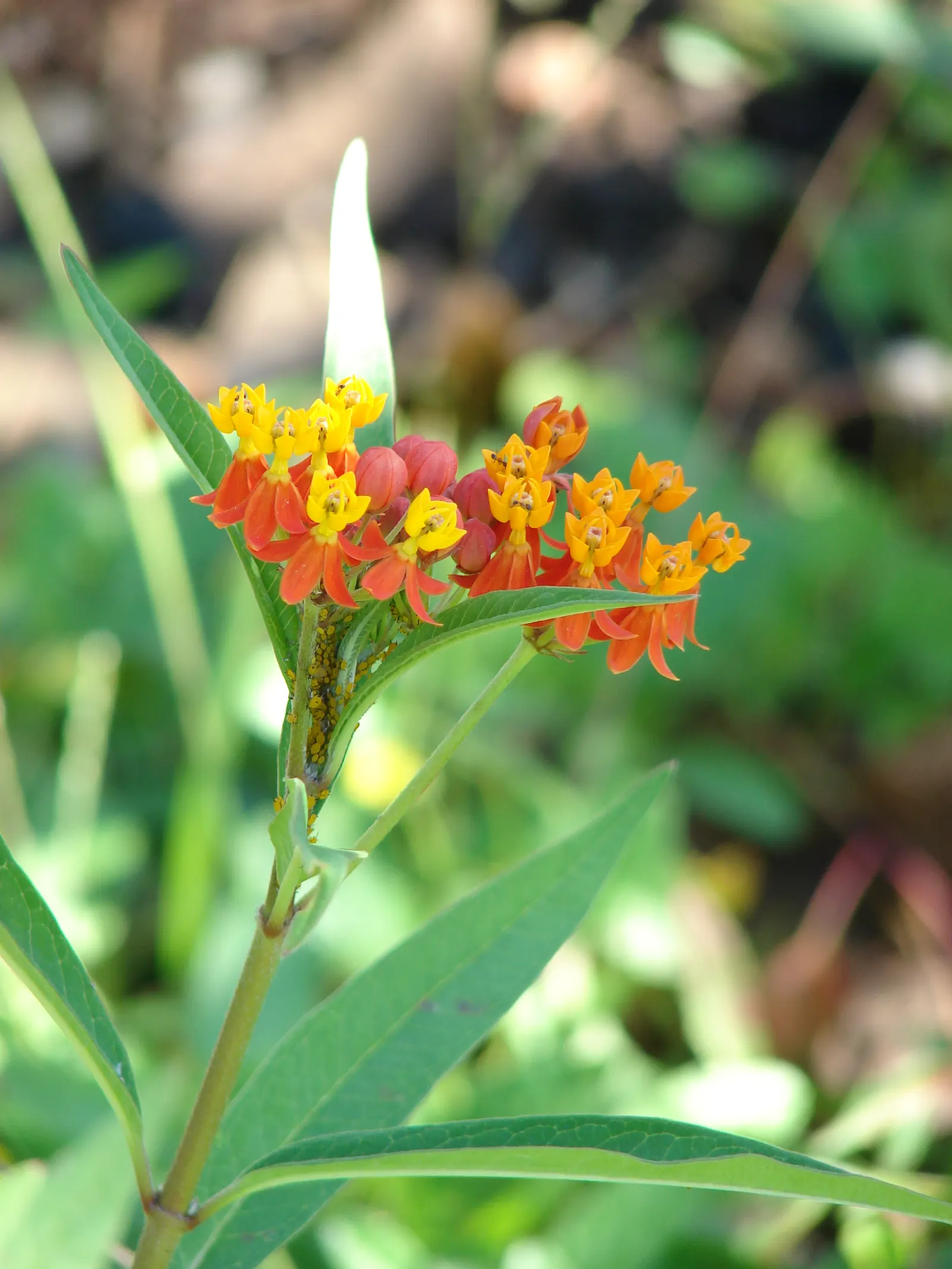 Tropical Milkweed (Asclepias Curassavica) — it is particularly known for attracting monarch butterflies; when proposing this plant for a garden, image 113
