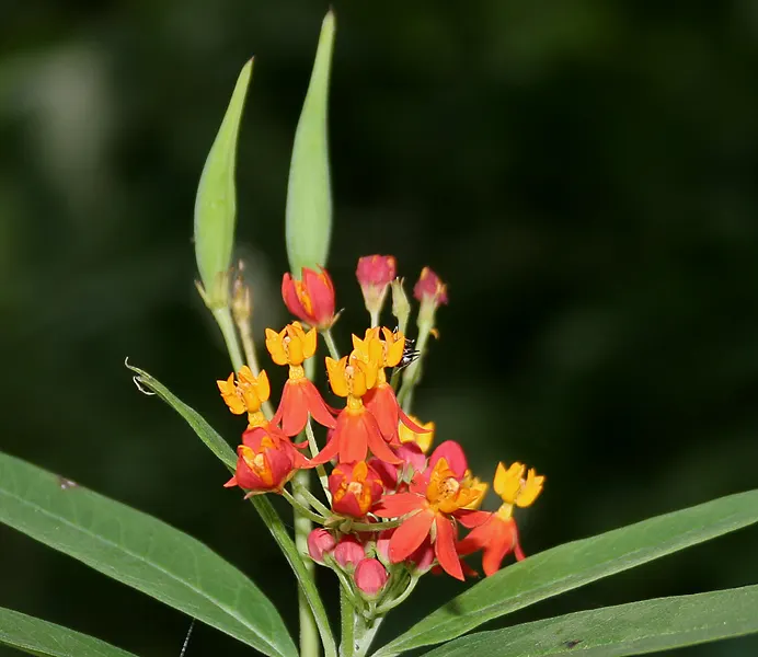 Tropical Milkweed (Asclepias Curassavica) — When proposing this plant for a garden; it is particularly known for attracting monarch butterflies