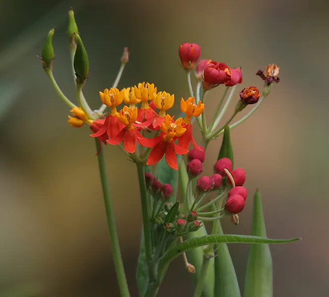Tropical Milkweed (Asclepias Curassavica) — is a vibrant perennial that offers a striking addition to any landscape design; drought-tolerant plant, image 152